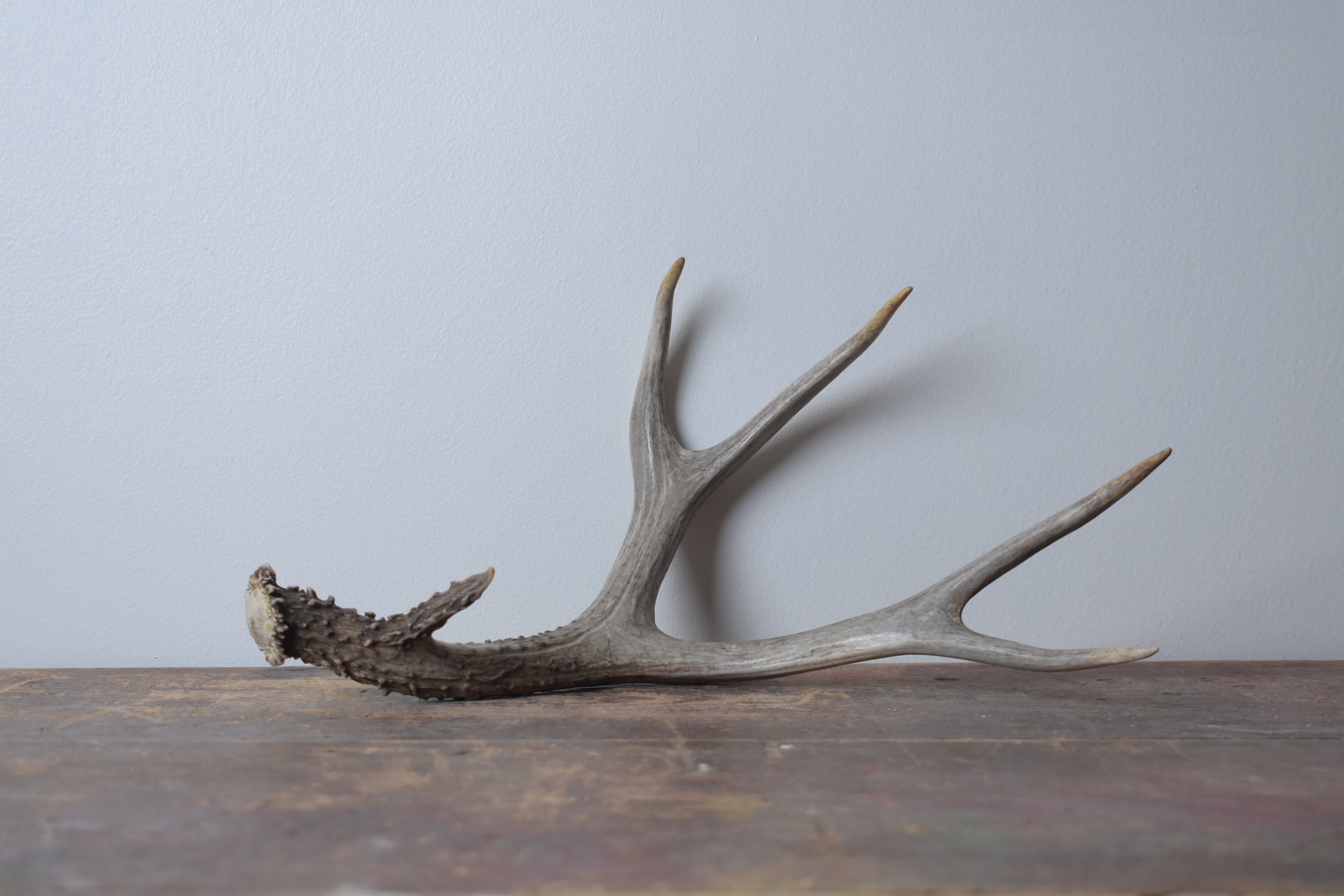 Mule Deer Antler | 11