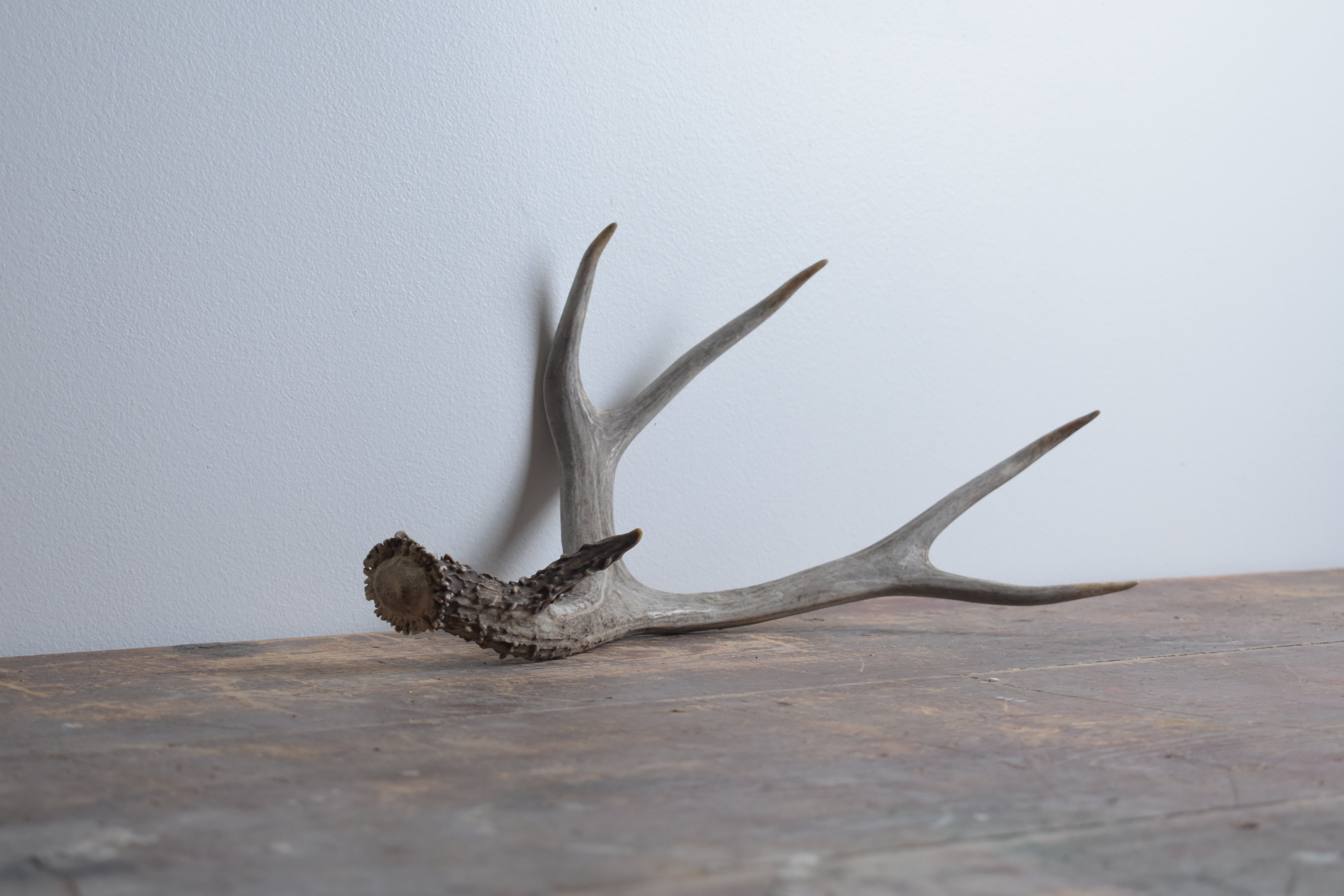 Mule Deer Antler | Medium Size | 11