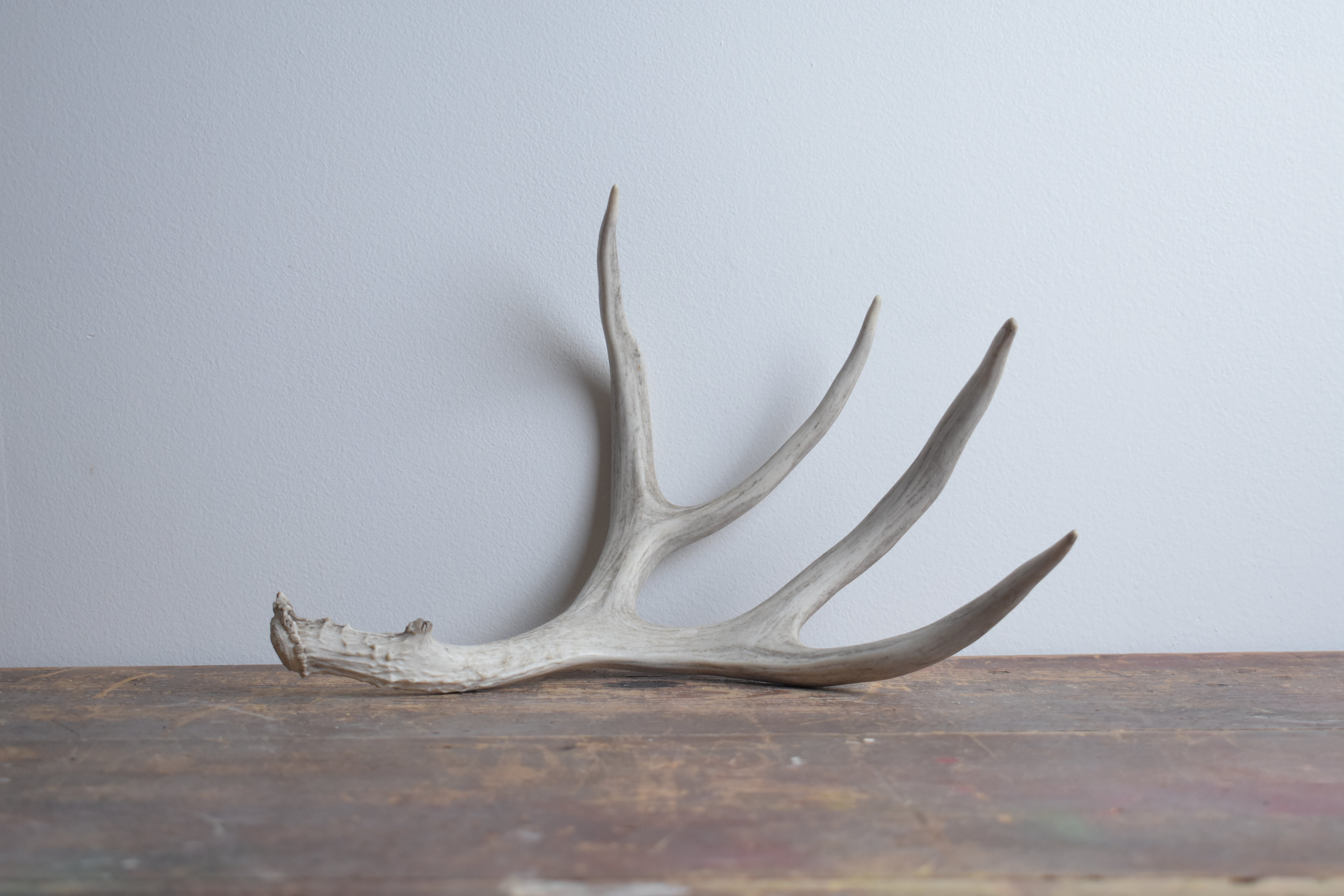 Mule Deer Antler | 16