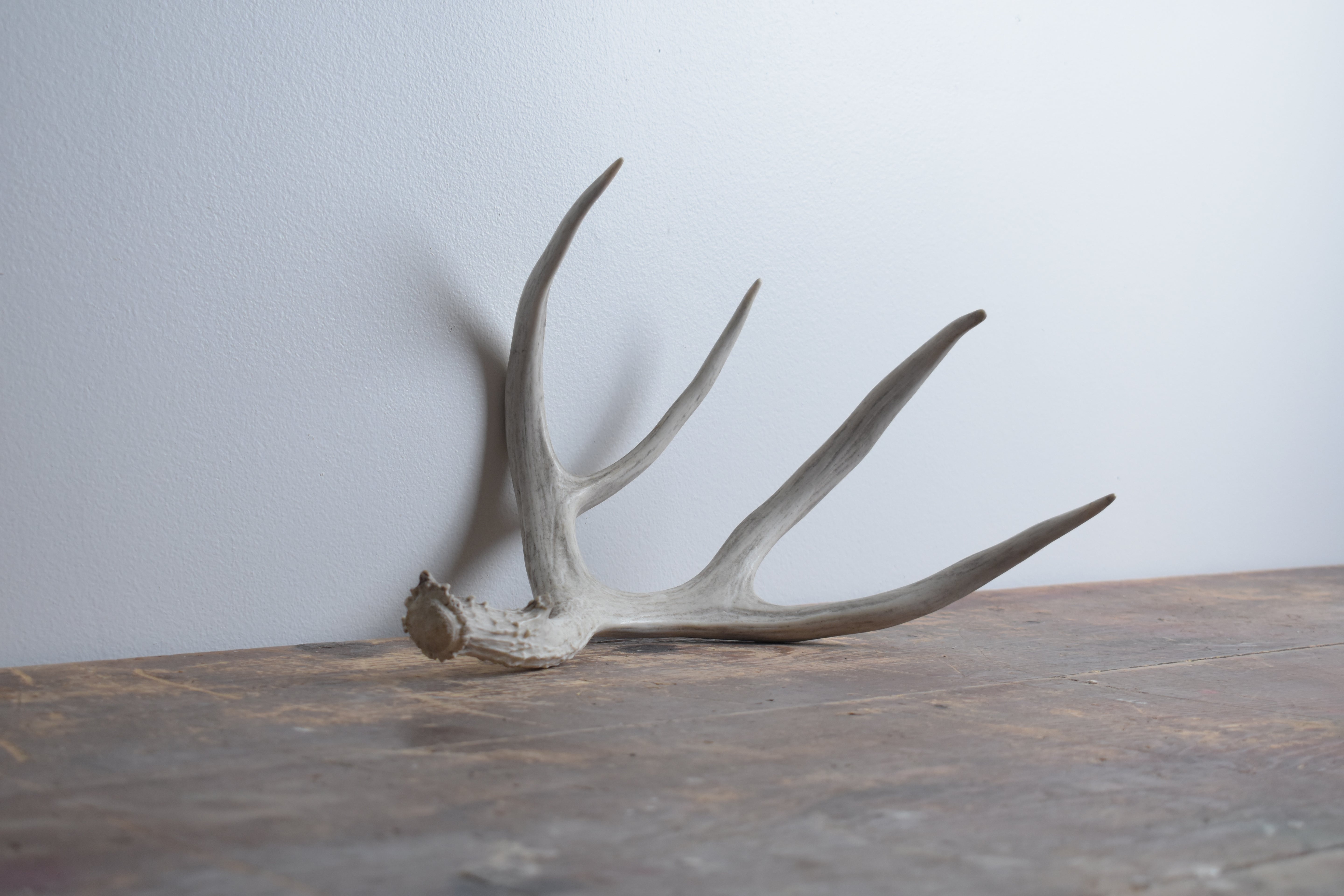 Mule Deer Antler | Medium Size | 16