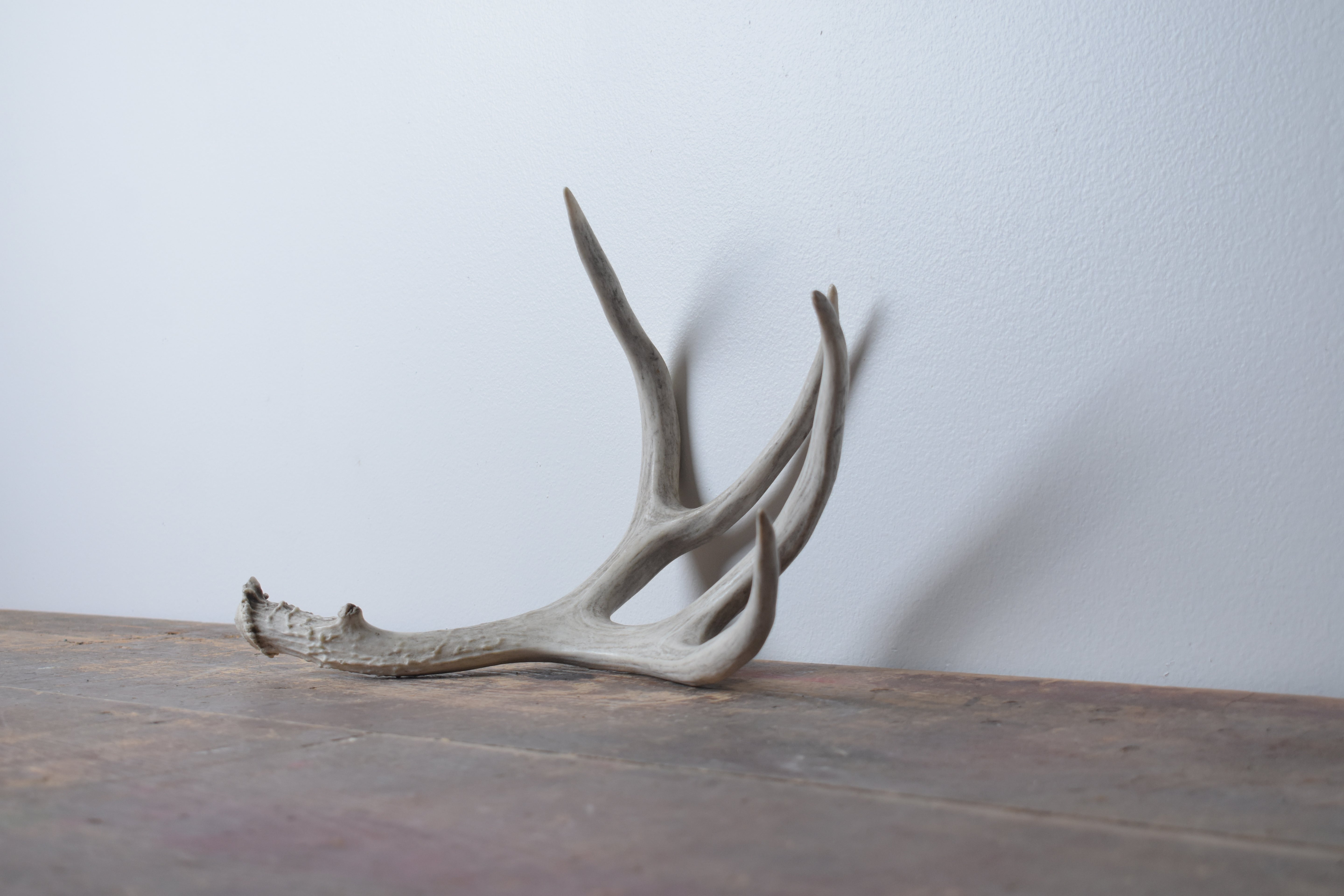Mule Deer Antler | Medium Size | 16