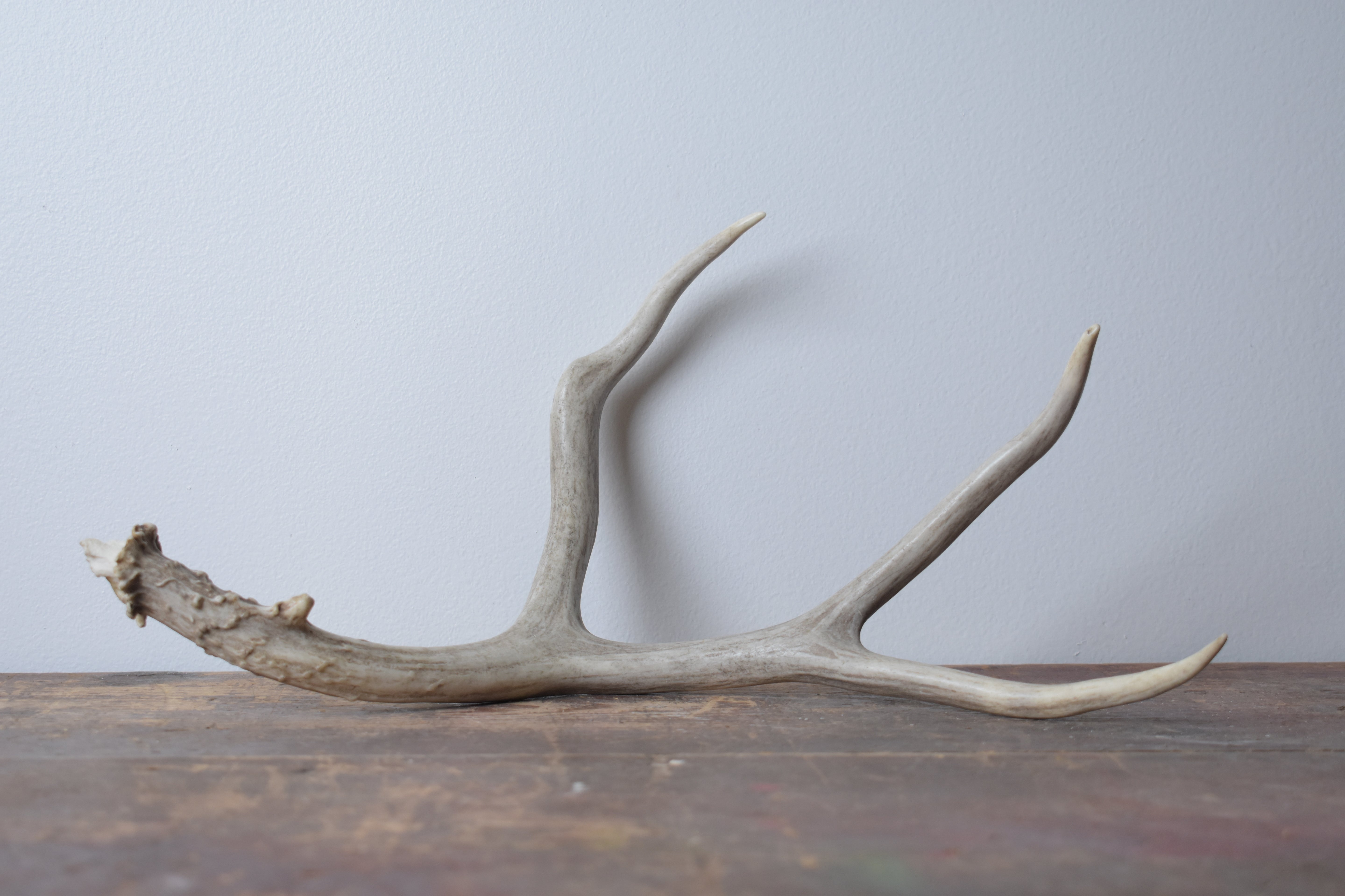 Mule Deer Antler | 10