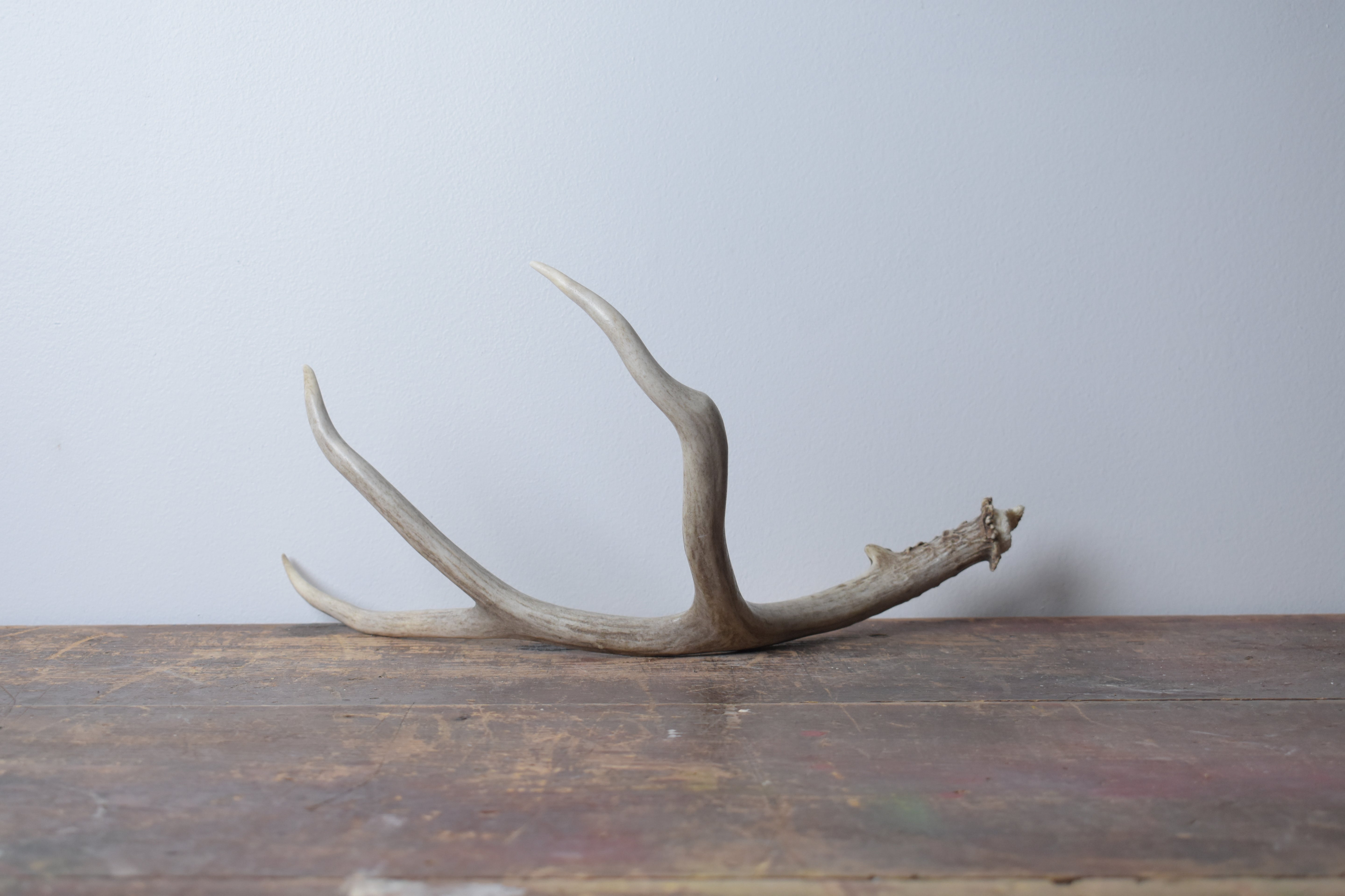 Mule Deer Antler | Medium Size | 10
