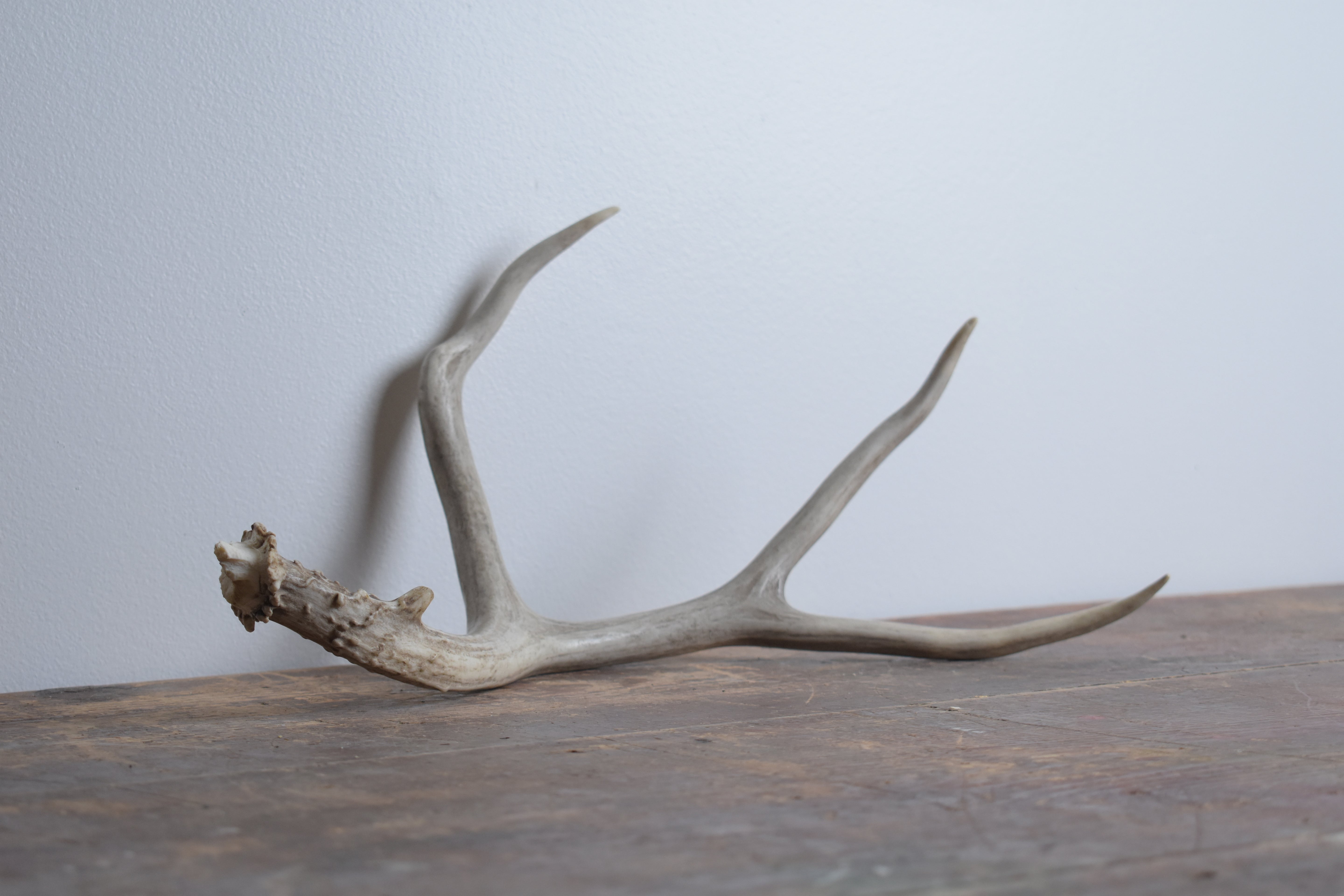 Mule Deer Antler | Medium Size | 10