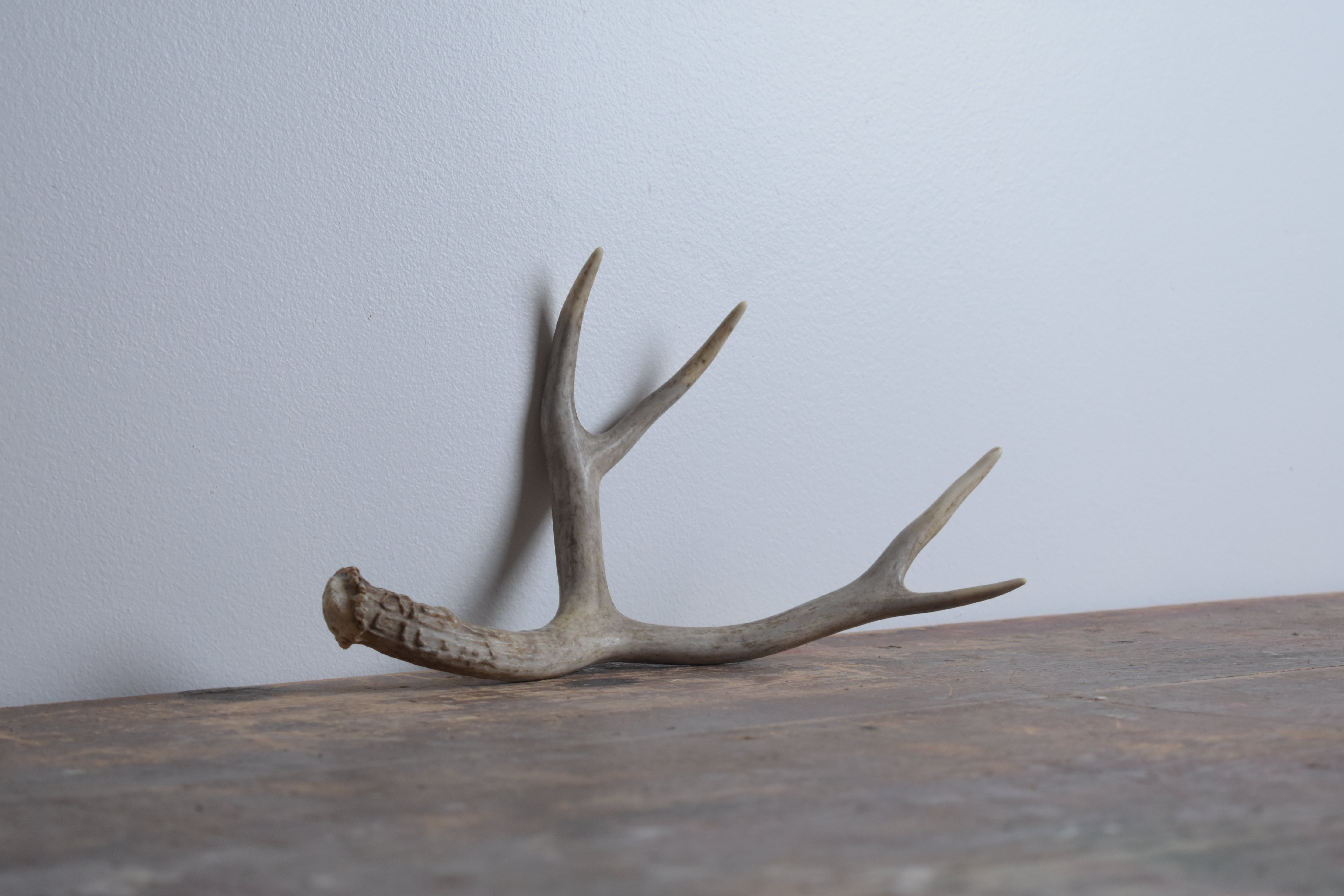 Mule Deer Antler | Small Size | 17
