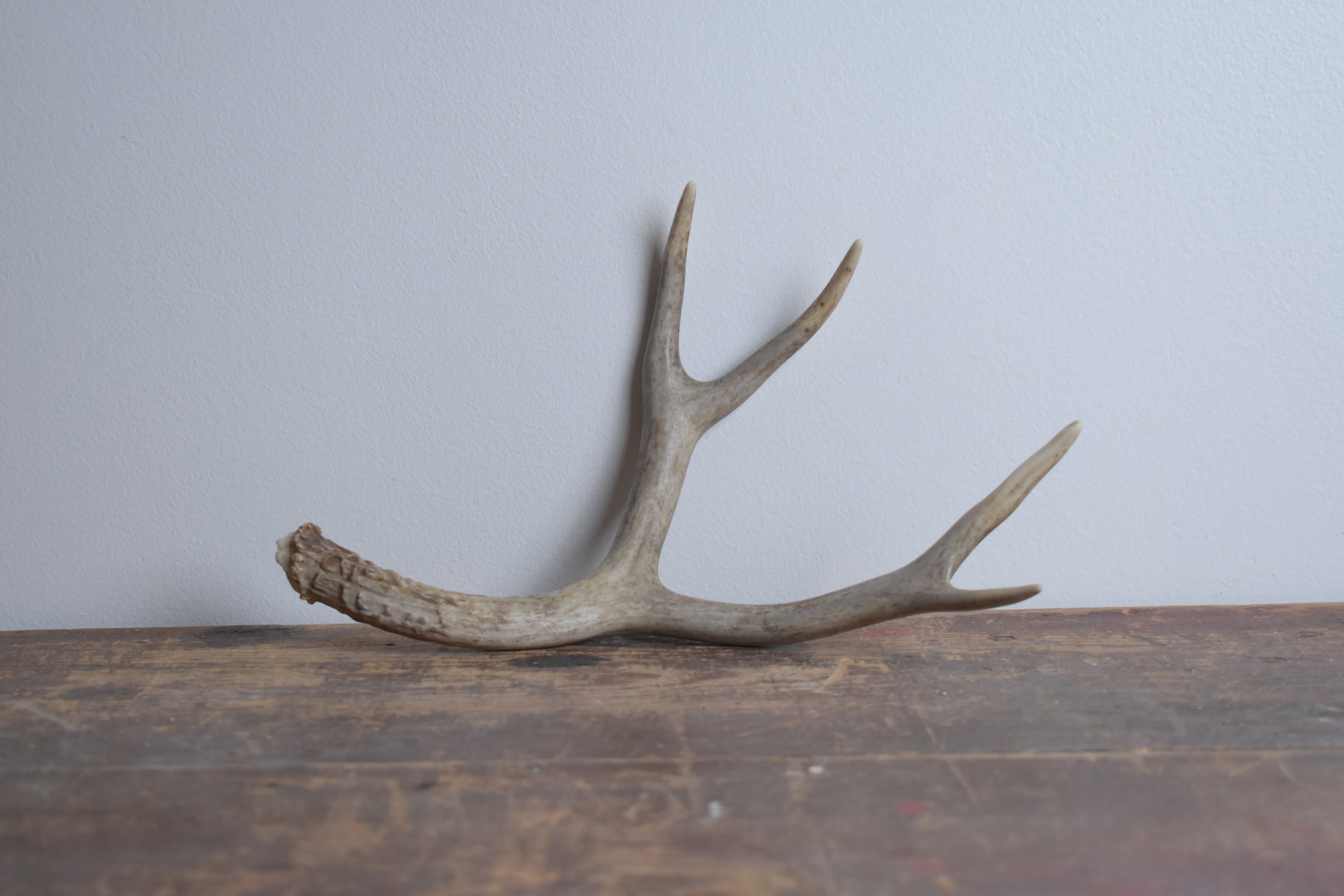 Mule Deer Antler | 17