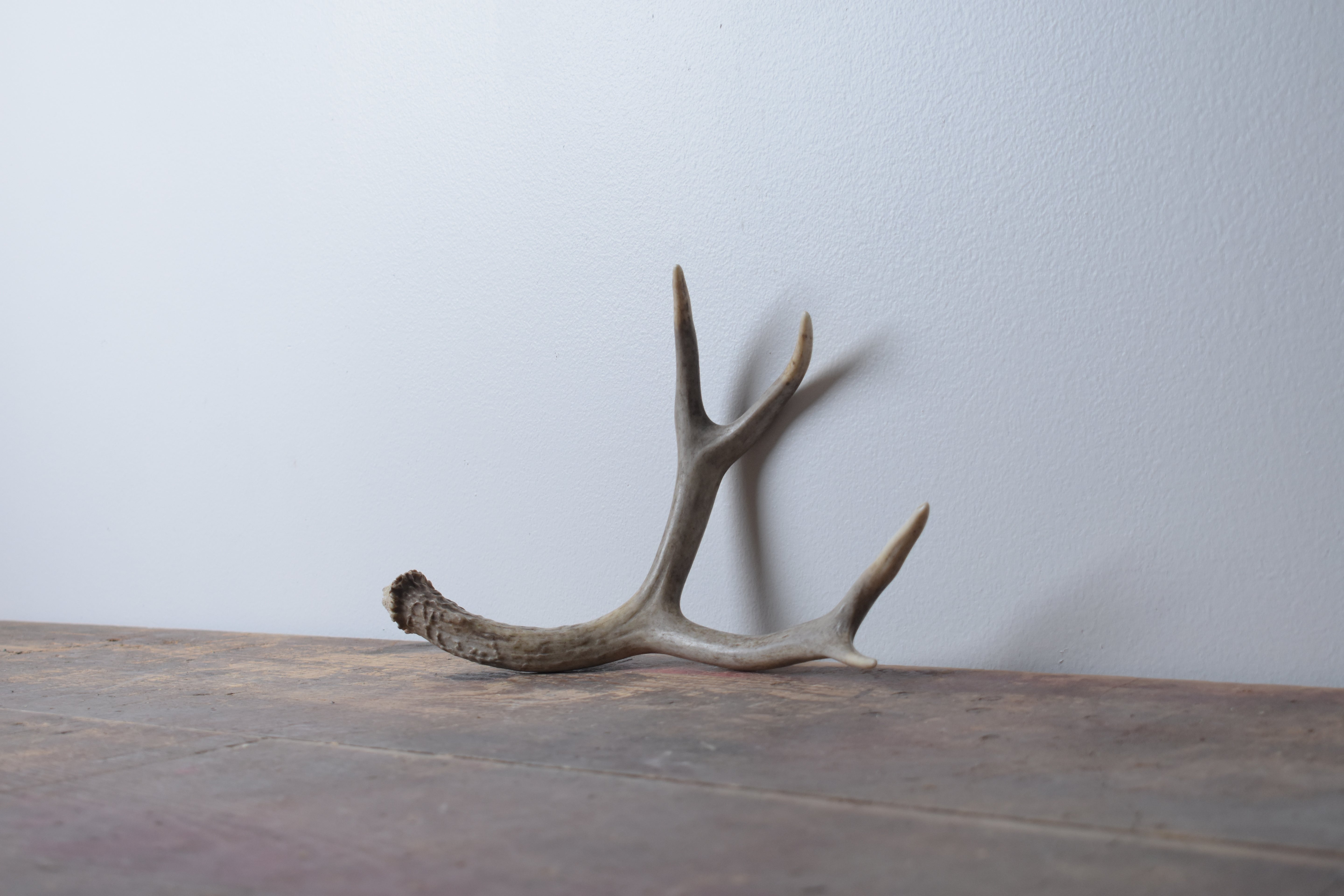 Mule Deer Antler | Small Size | 17