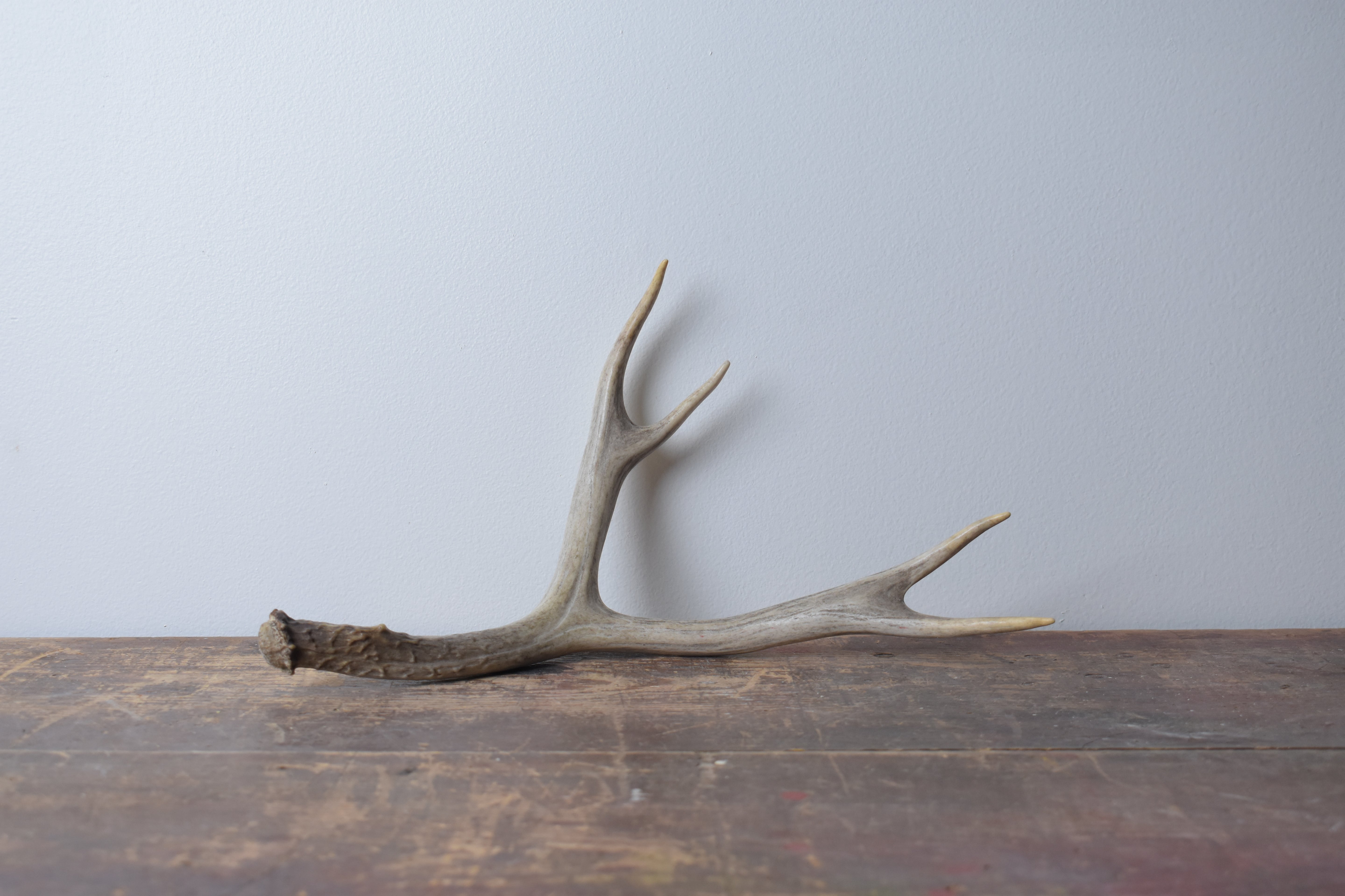 Mule Deer Antler | 08