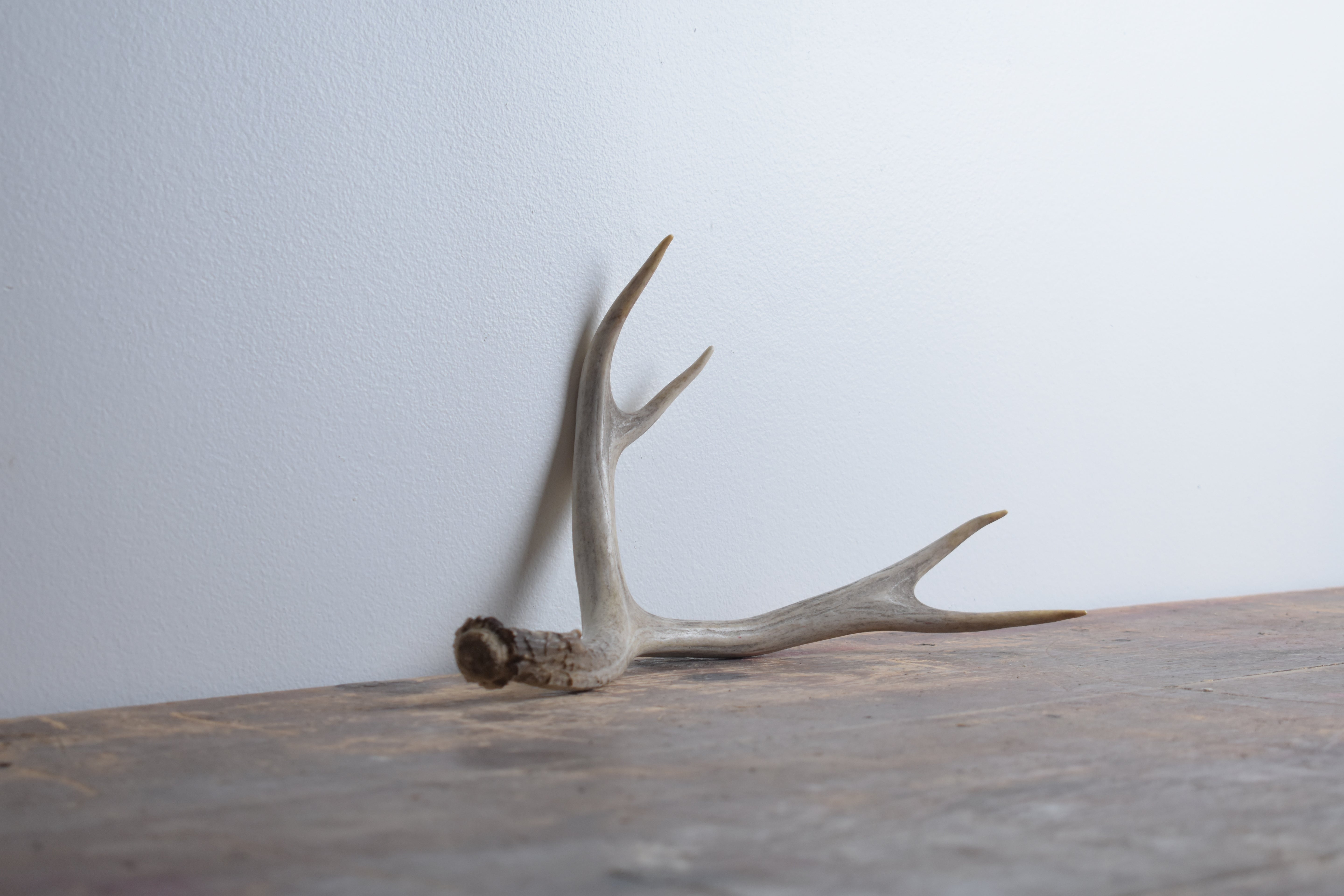 Mule Deer Antler | Medium Size | 08