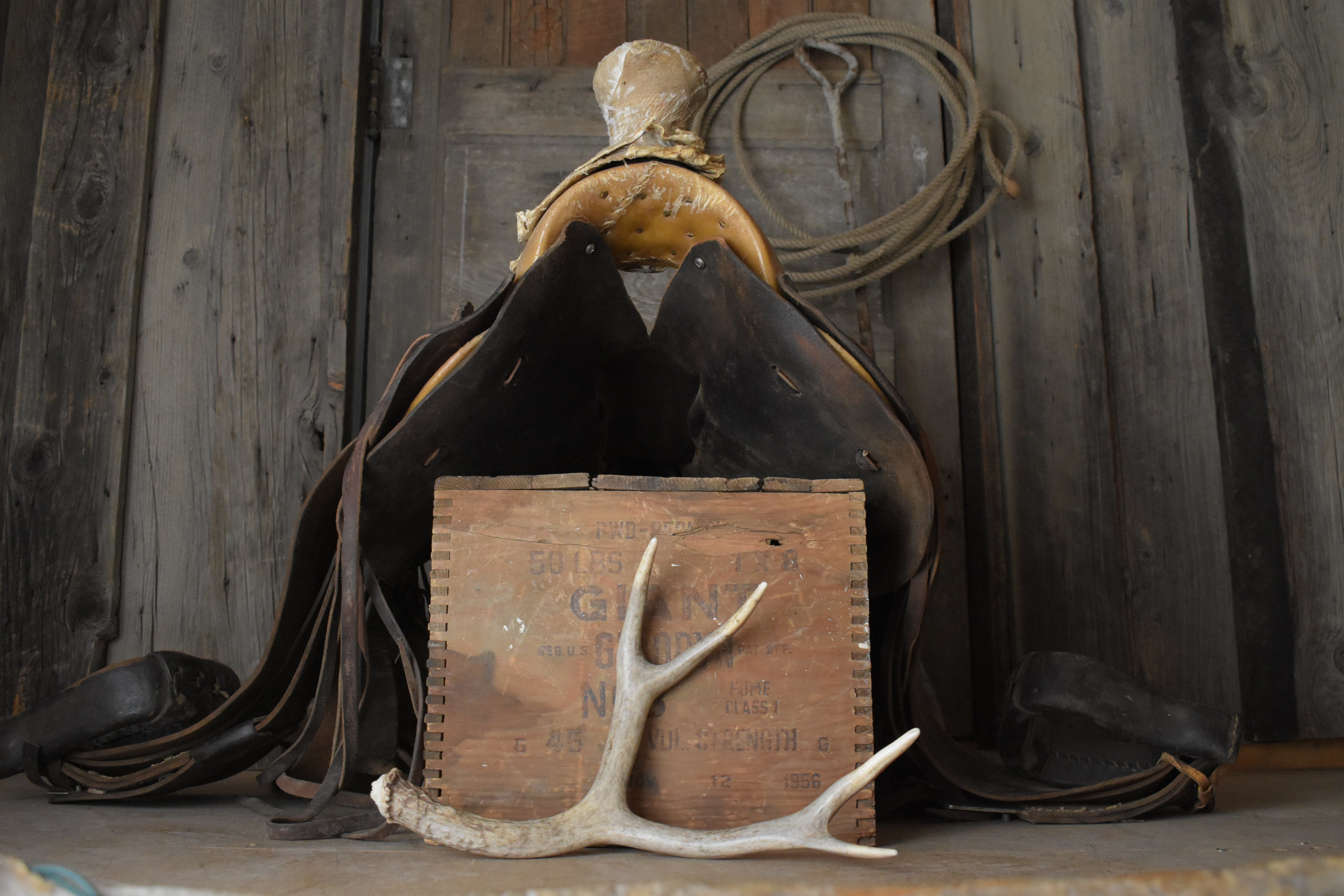 Mule Deer Antler | 17