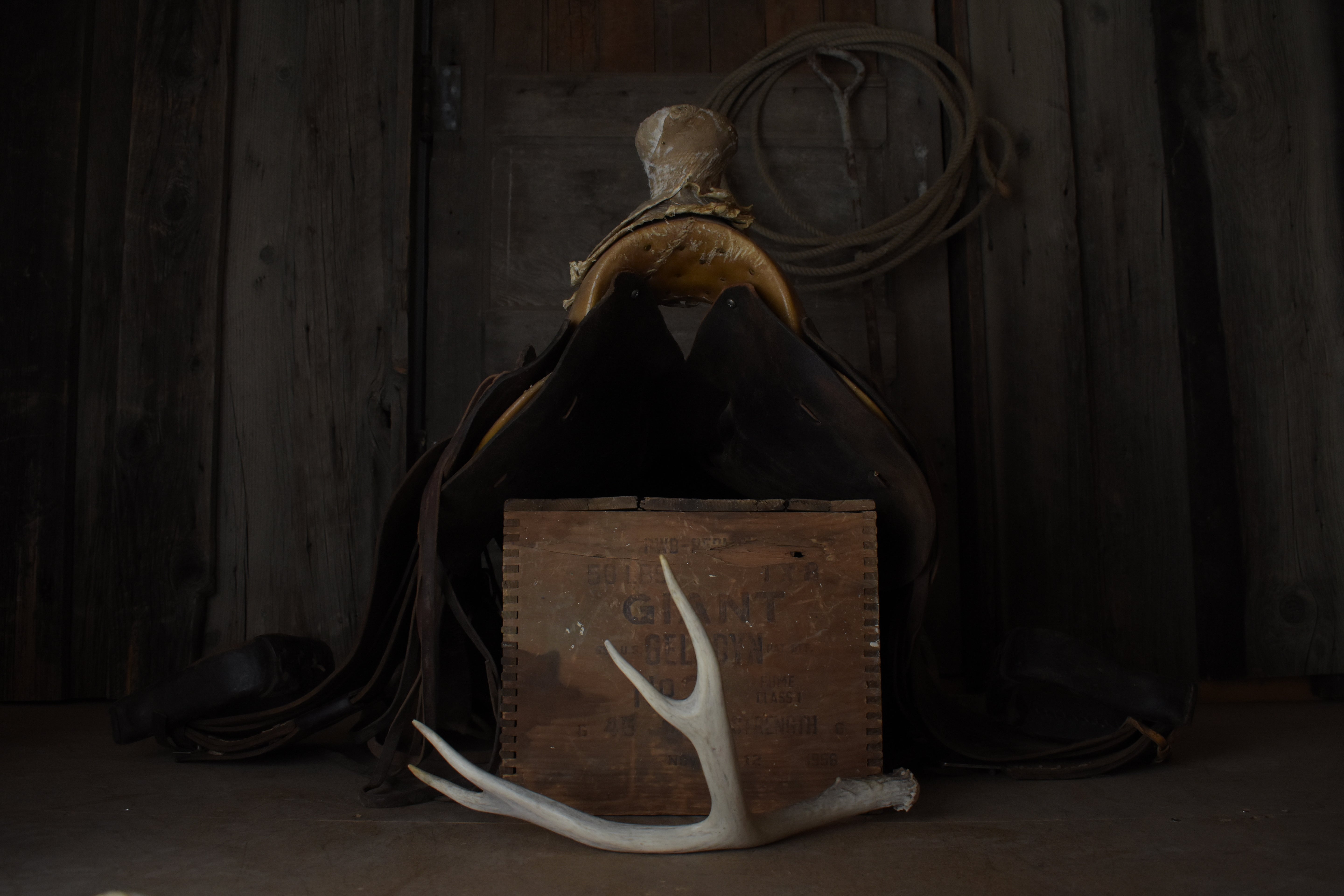 Mule Deer Antler | 08