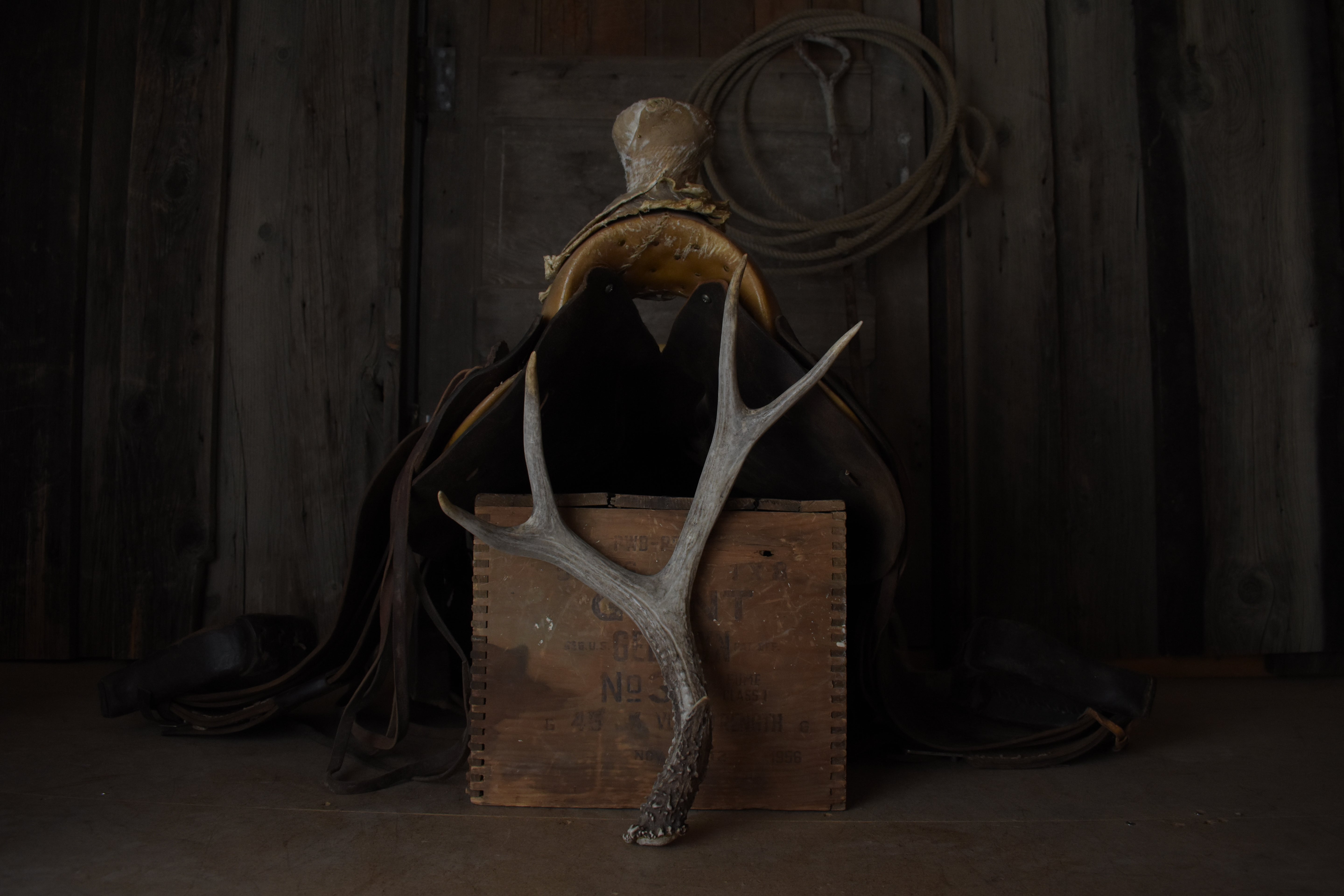 Mule Deer Antler | 11