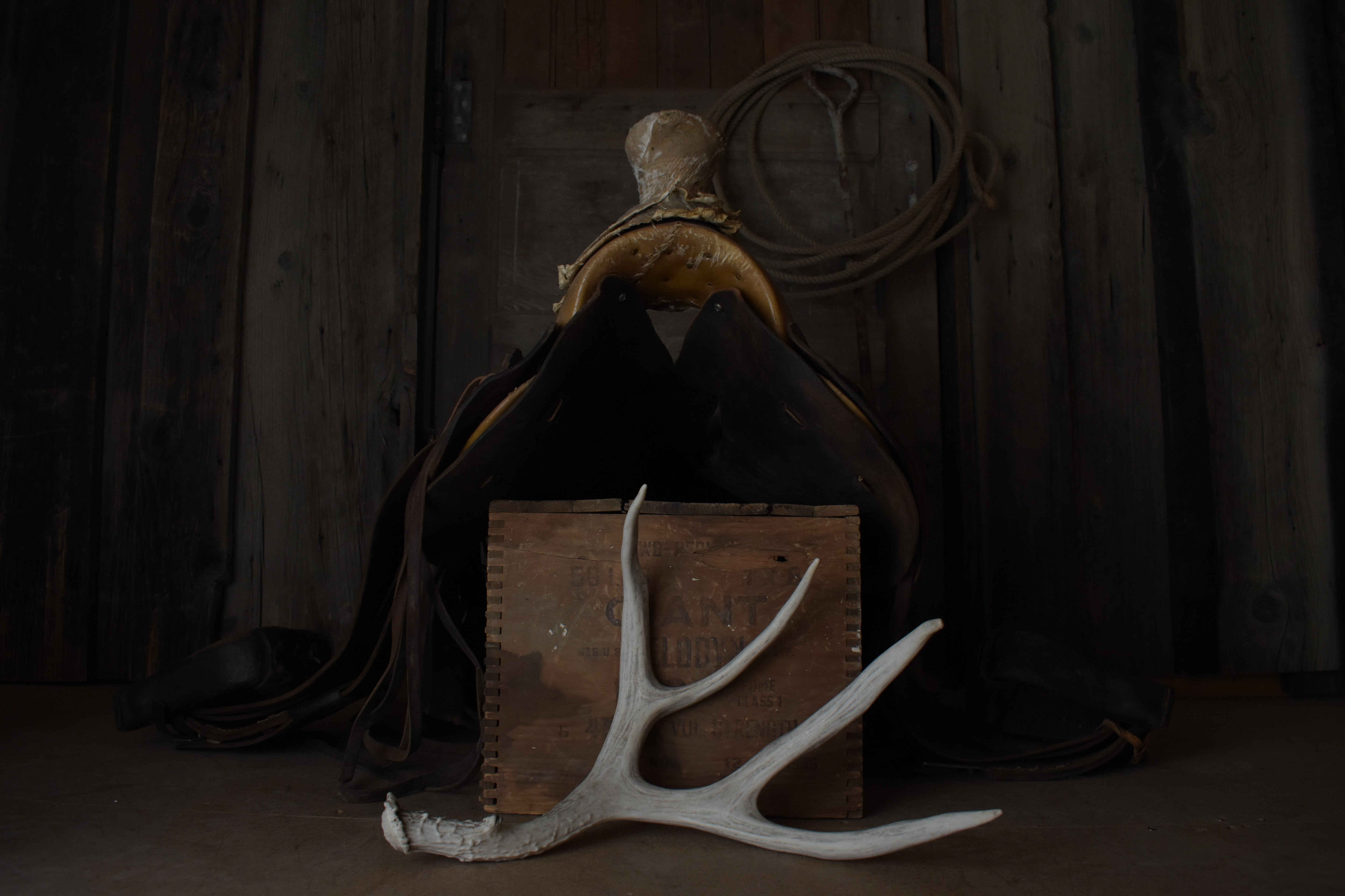 Mule Deer Antler | 16