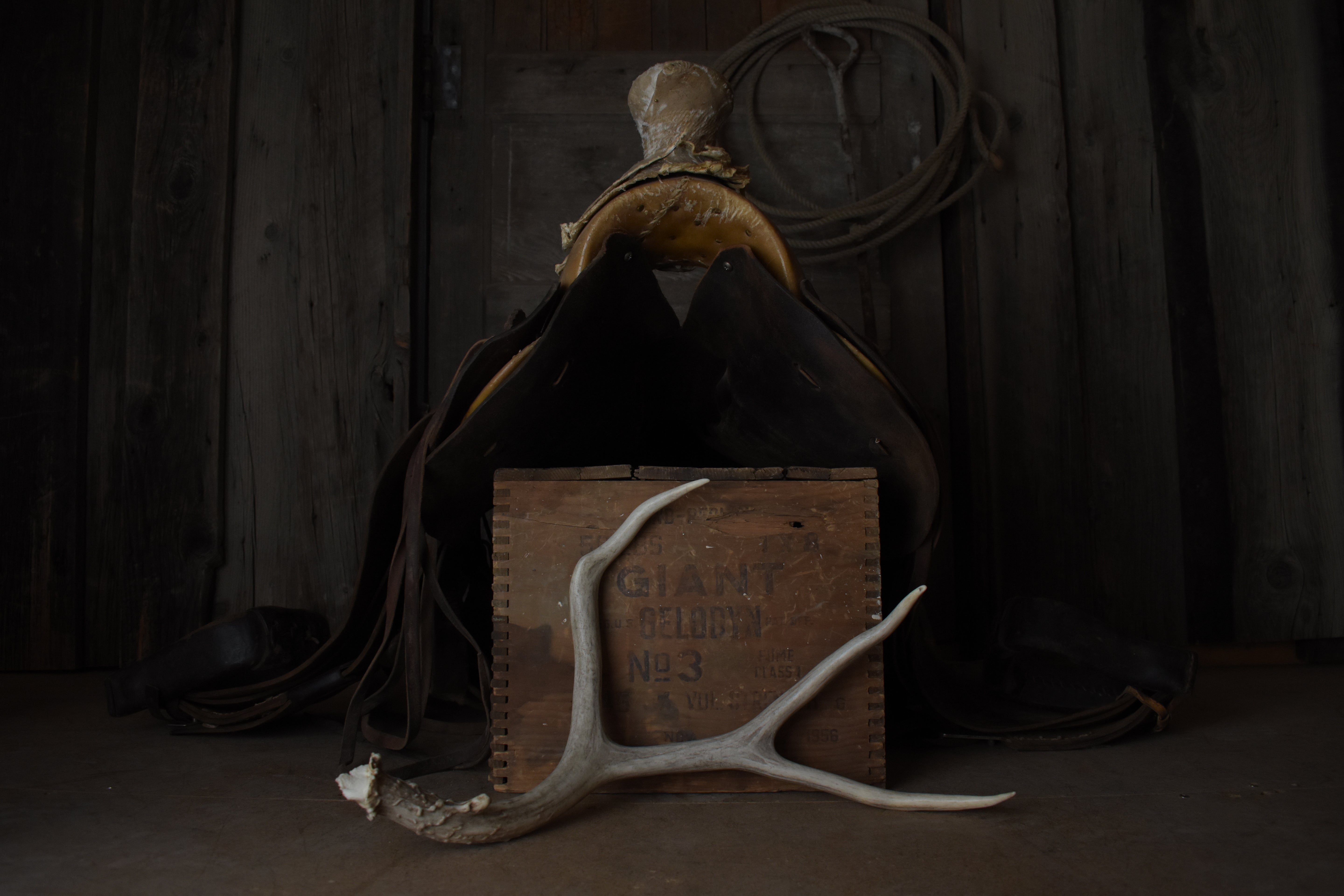 Mule Deer Antler | 10