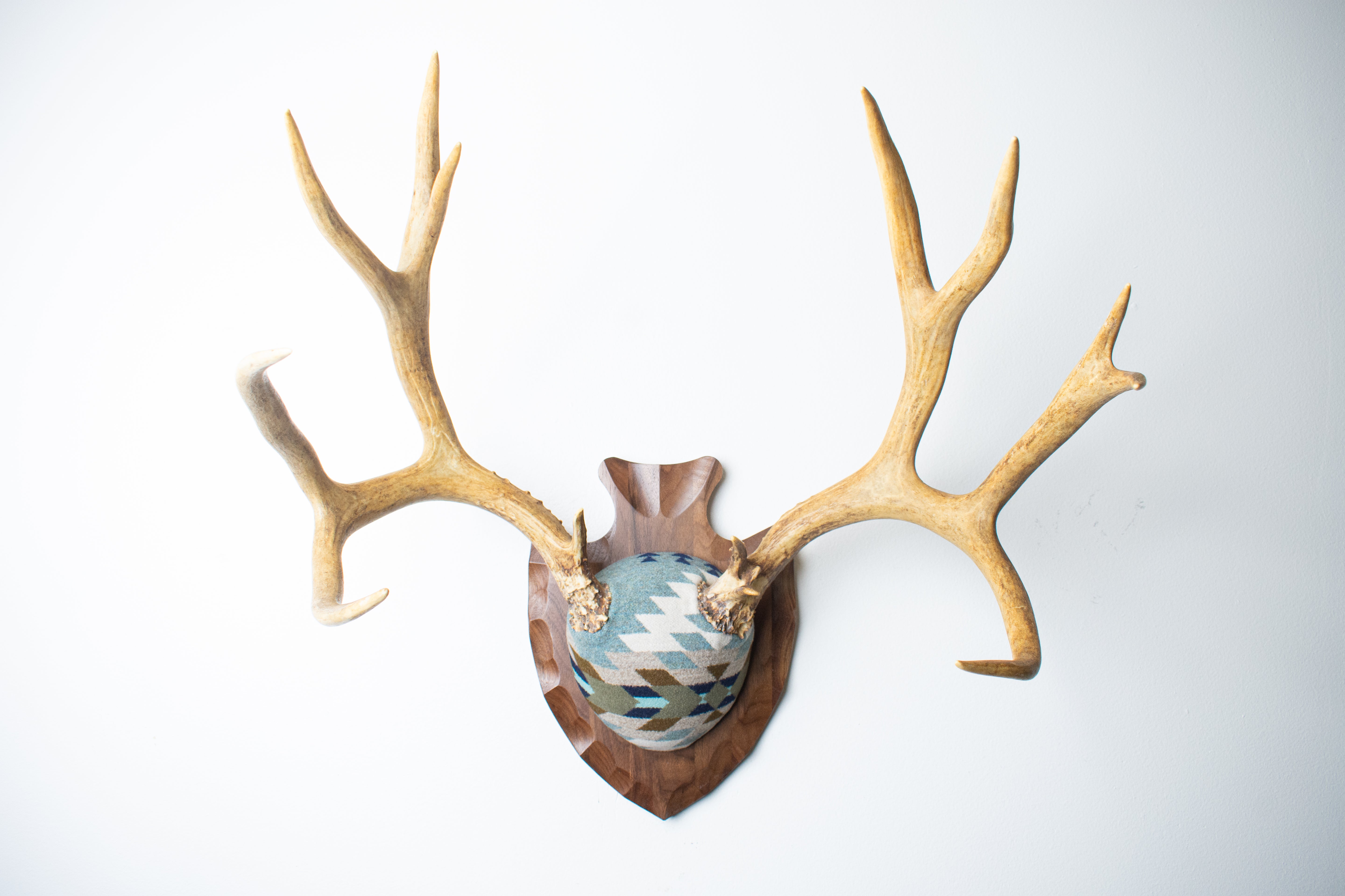 Mule Deer Antler Mount | Stone | 15