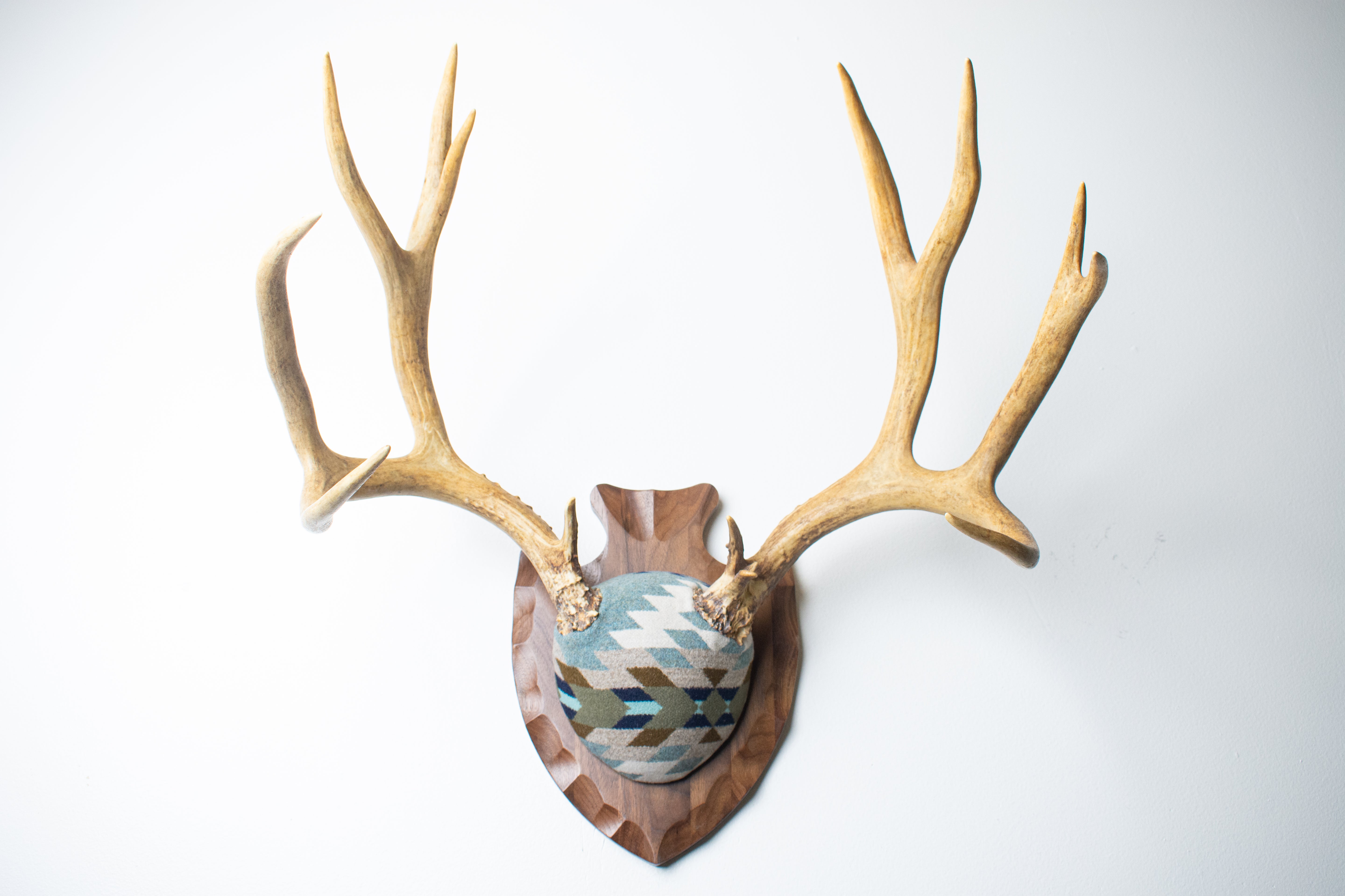 Mule Deer Antler Mount | Stone | 15