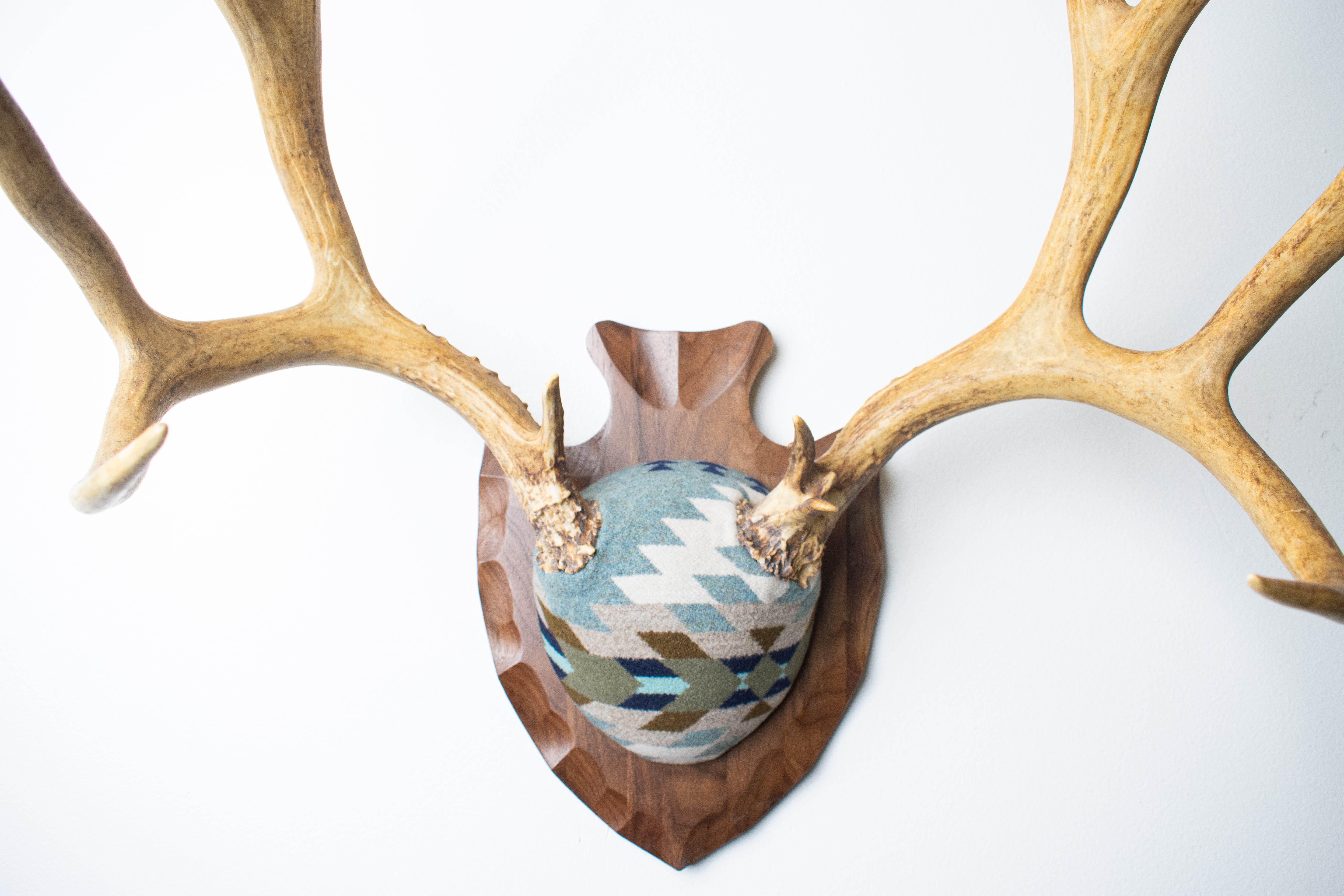 Mule Deer Antler Mount | Stone | 15