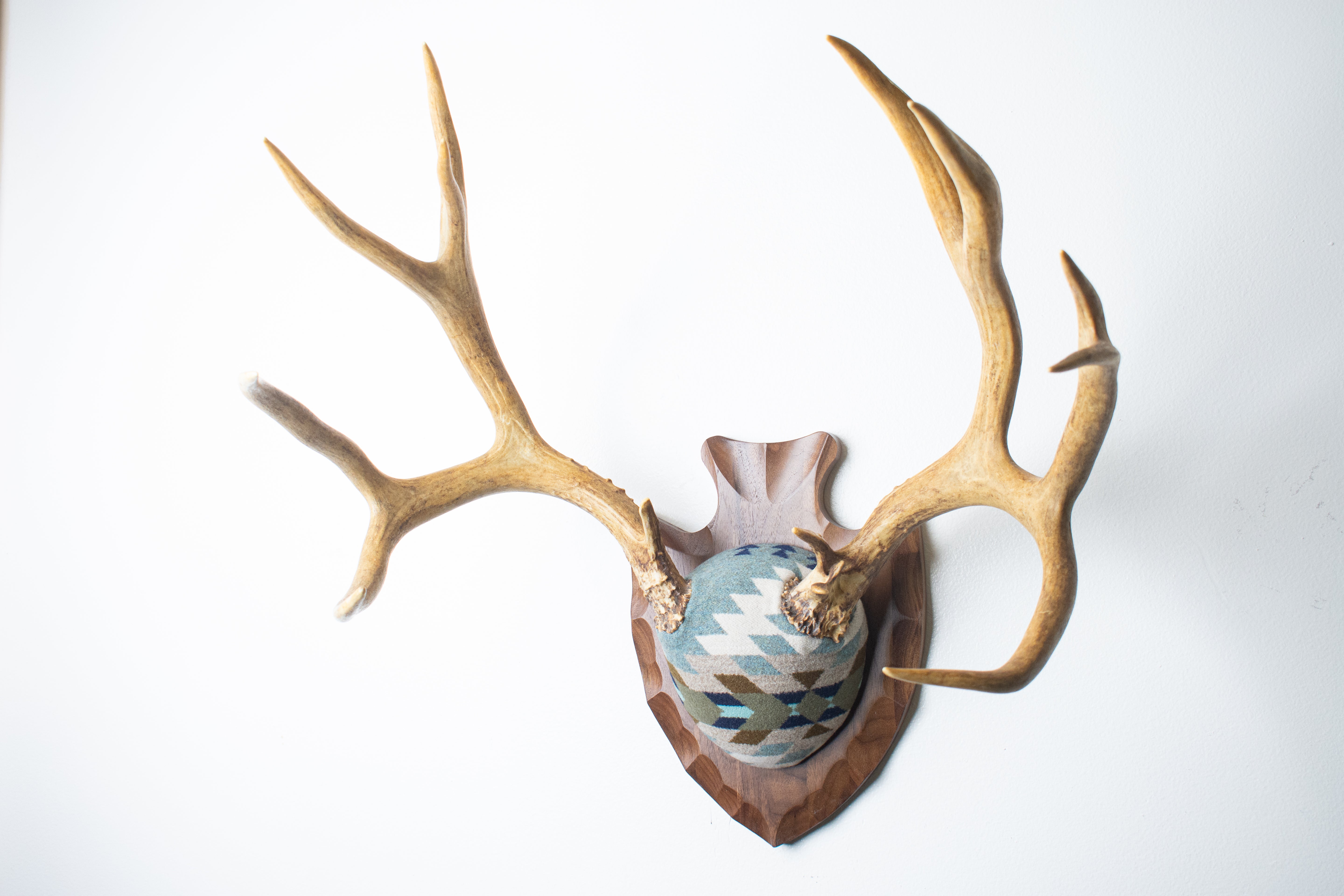 Mule Deer Antler Mount | Stone | 15