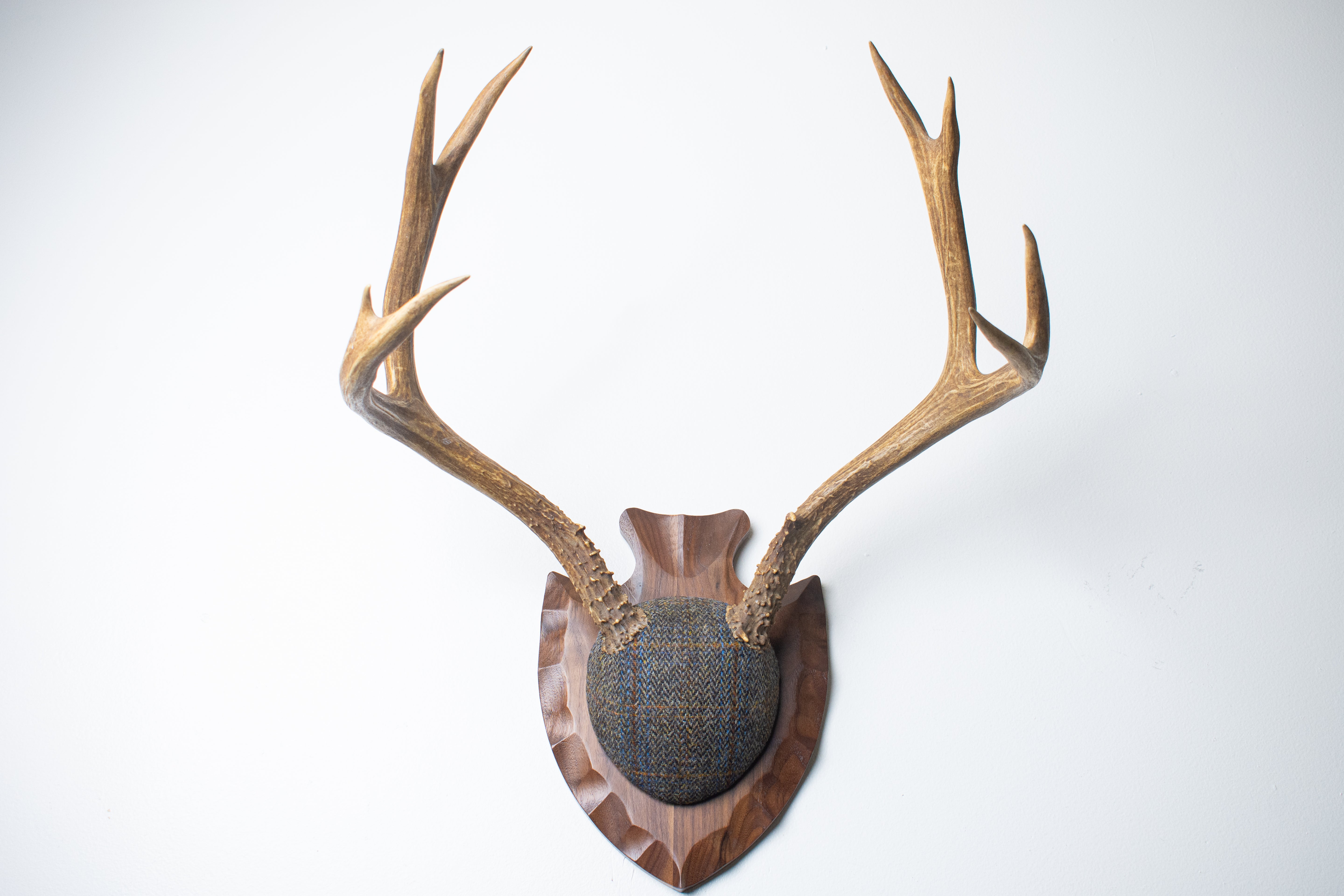 Mule Deer Antler Mount | Green and Blue Herringbone with Rust Overcheck | 36