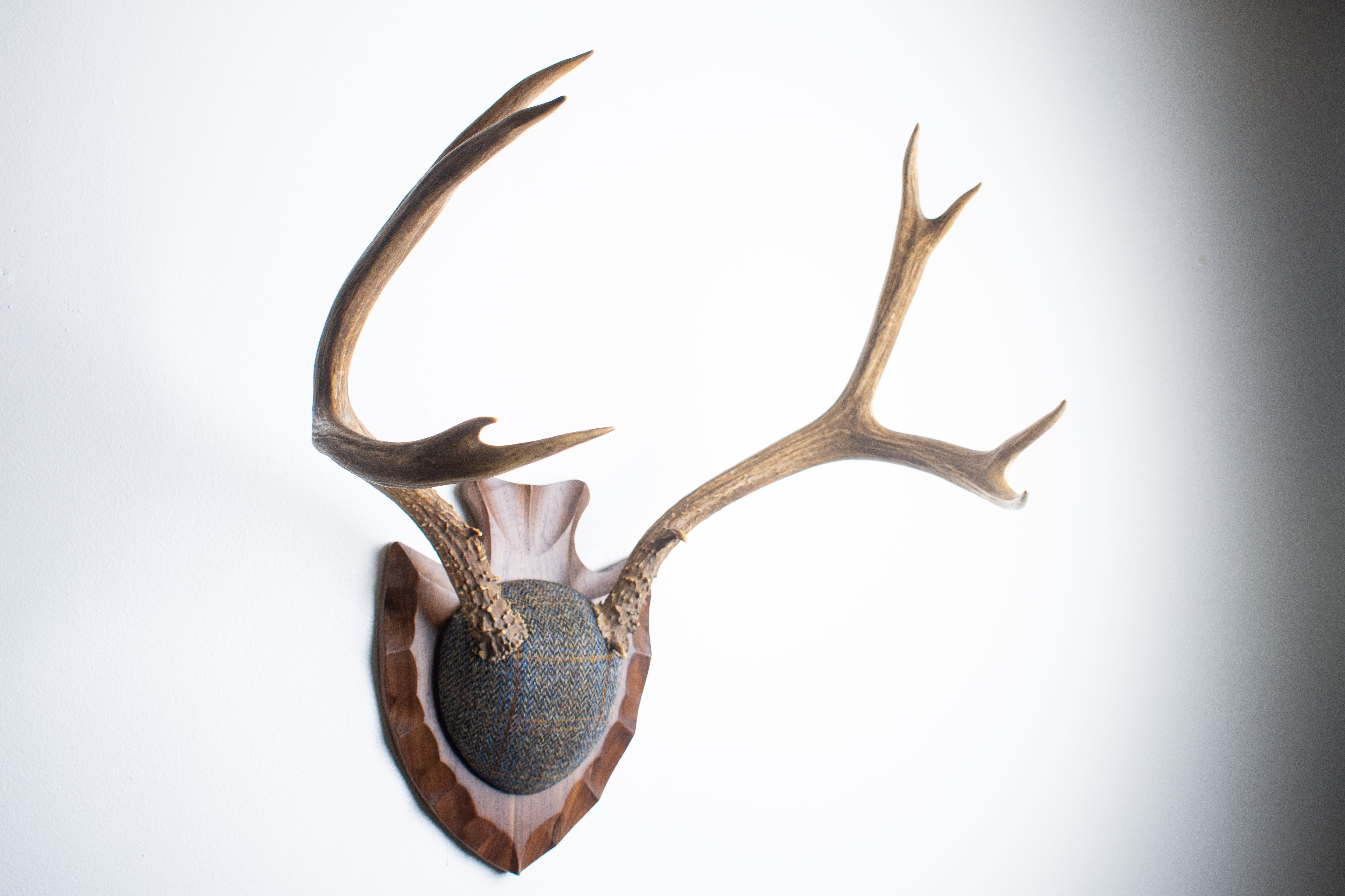 Mule Deer Antler Mount | Green and Blue Herringbone with Rust Overcheck | 36