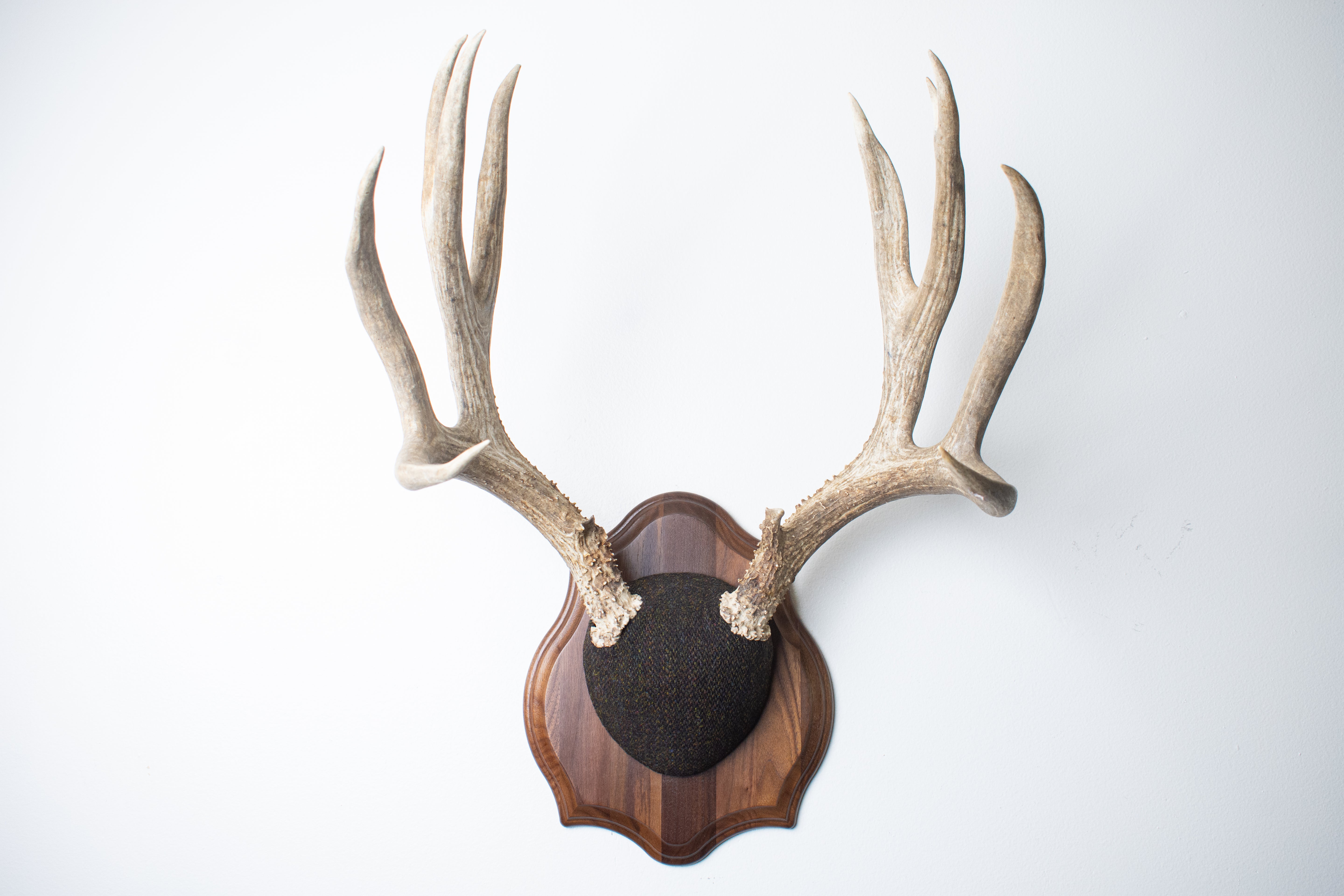 Mule Deer Antler Mount | Green and Brown Barleycorn | 37