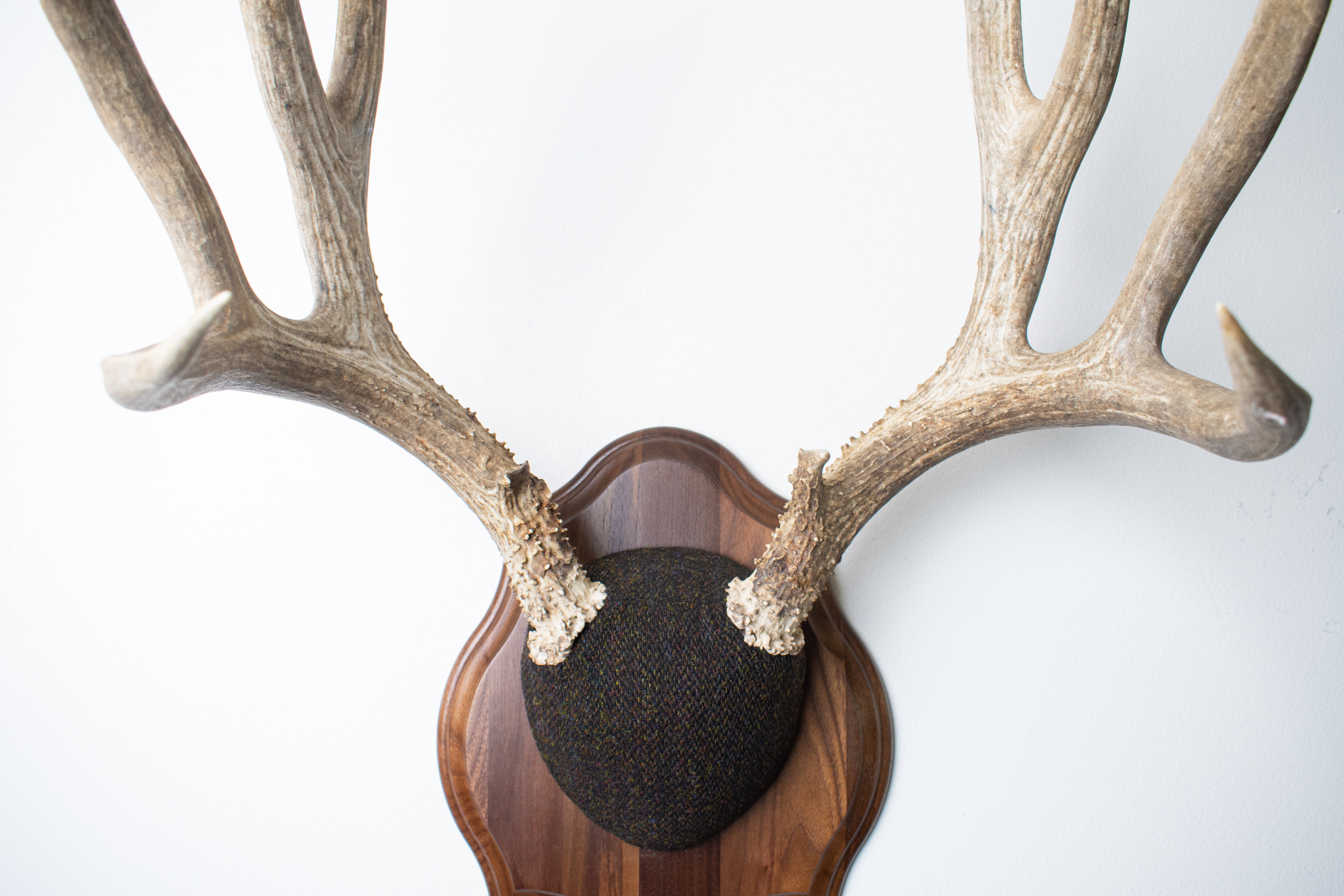 Mule Deer Antler Mount | Green and Brown Barleycorn | 37