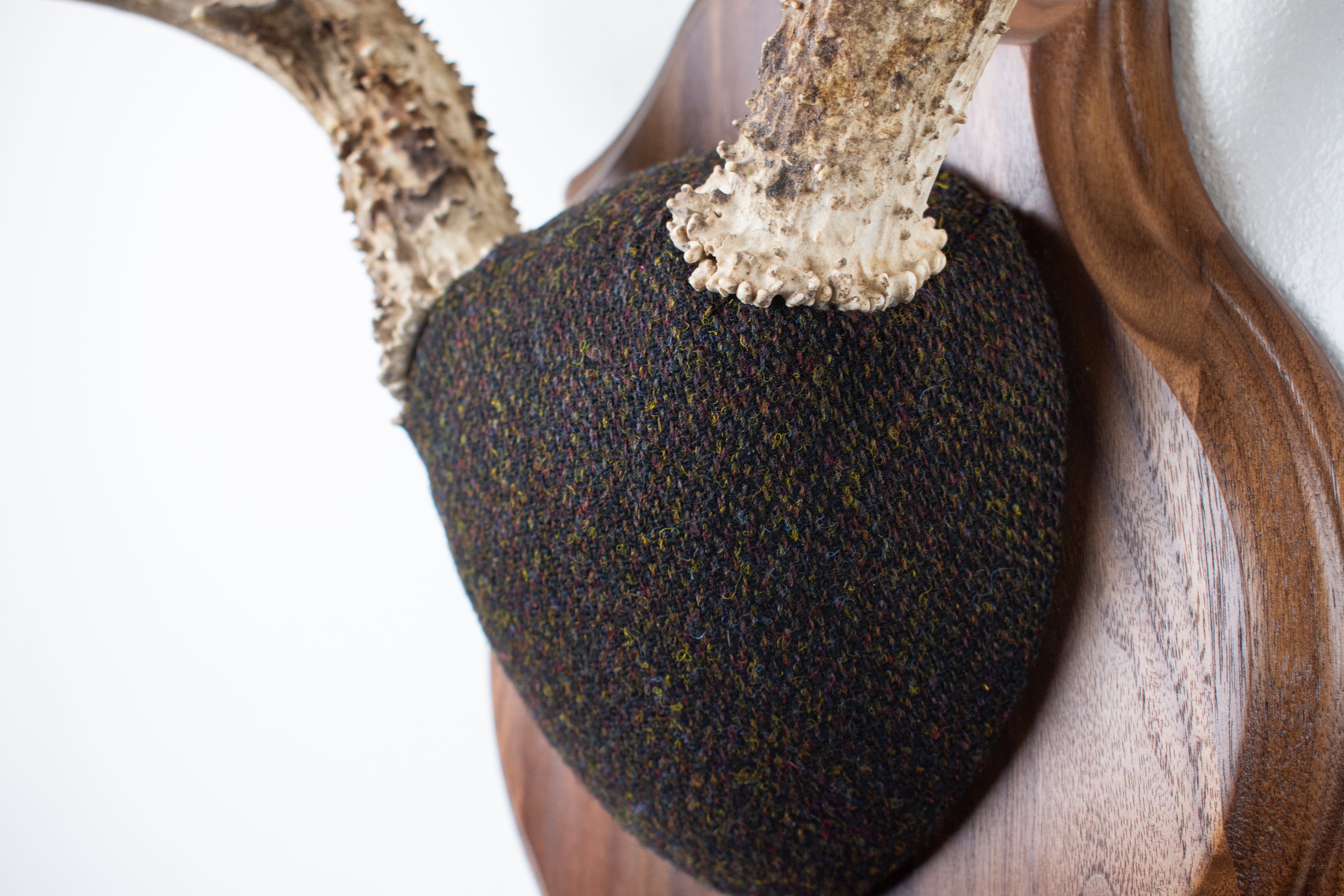 Mule Deer Antler Mount | Green and Brown Barleycorn | 37