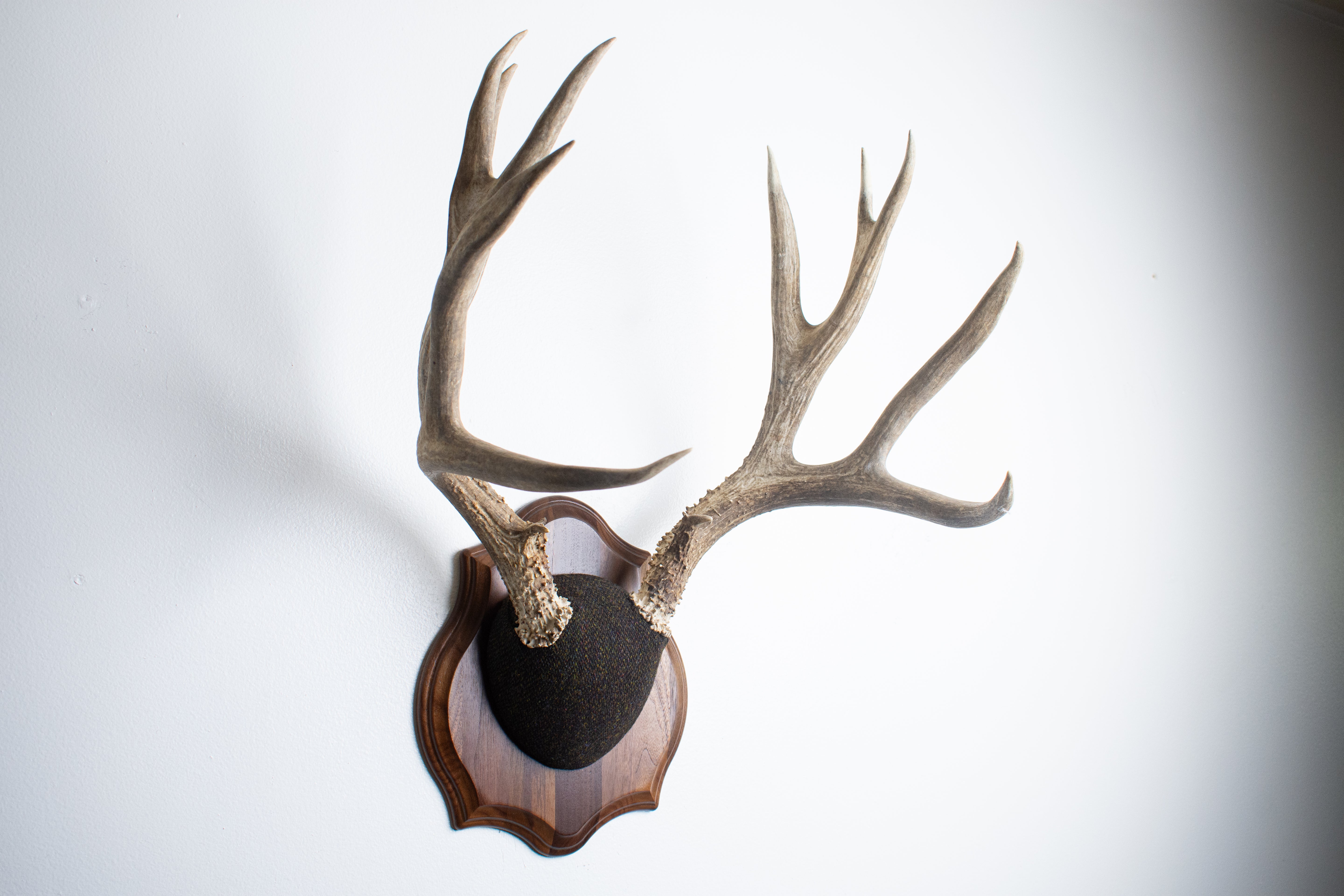 Mule Deer Antler Mount | Green and Brown Barleycorn | 37