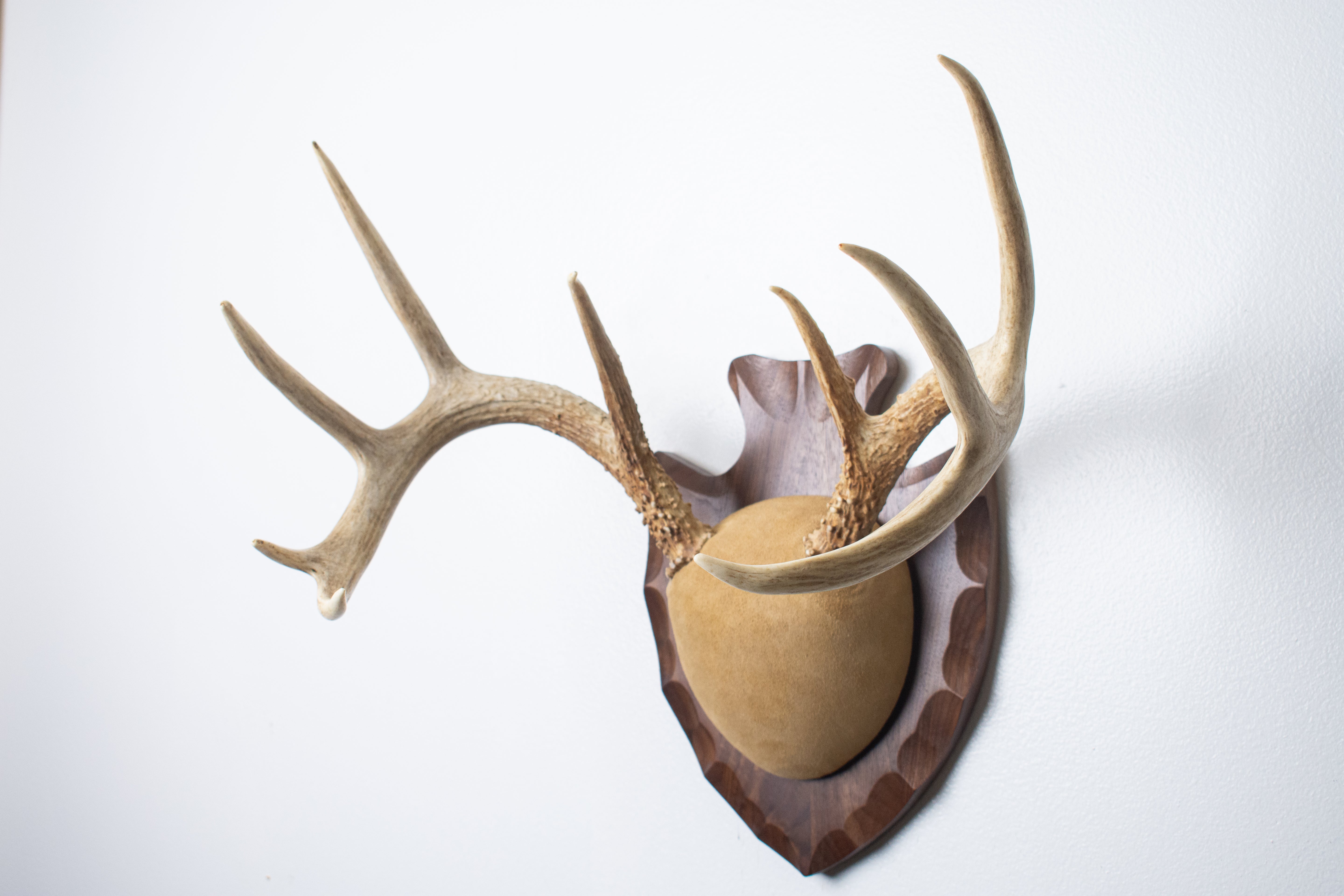 Whitetail Deer Antler Mount | Sand | 16