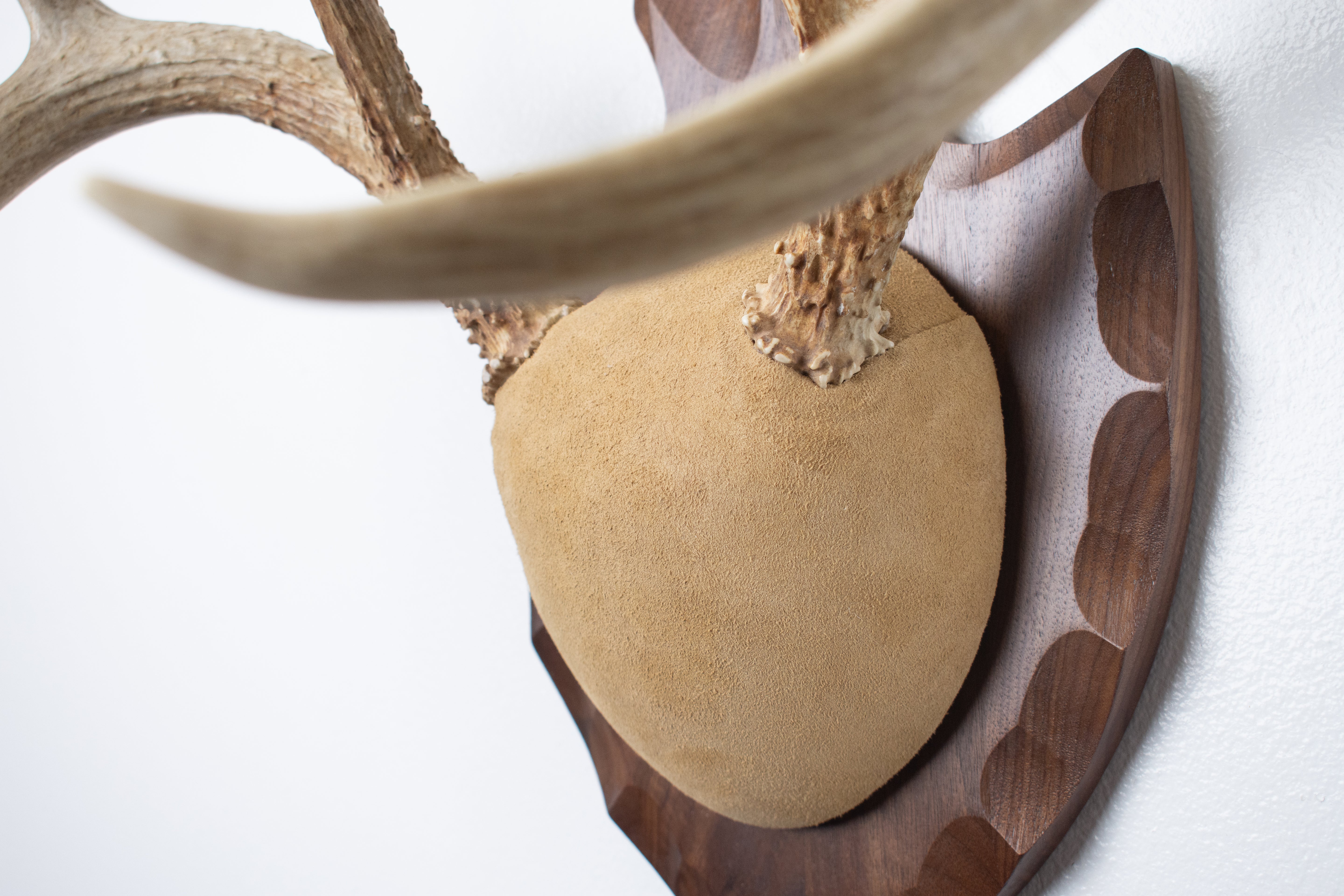 Whitetail Deer Antler Mount | Sand | 16