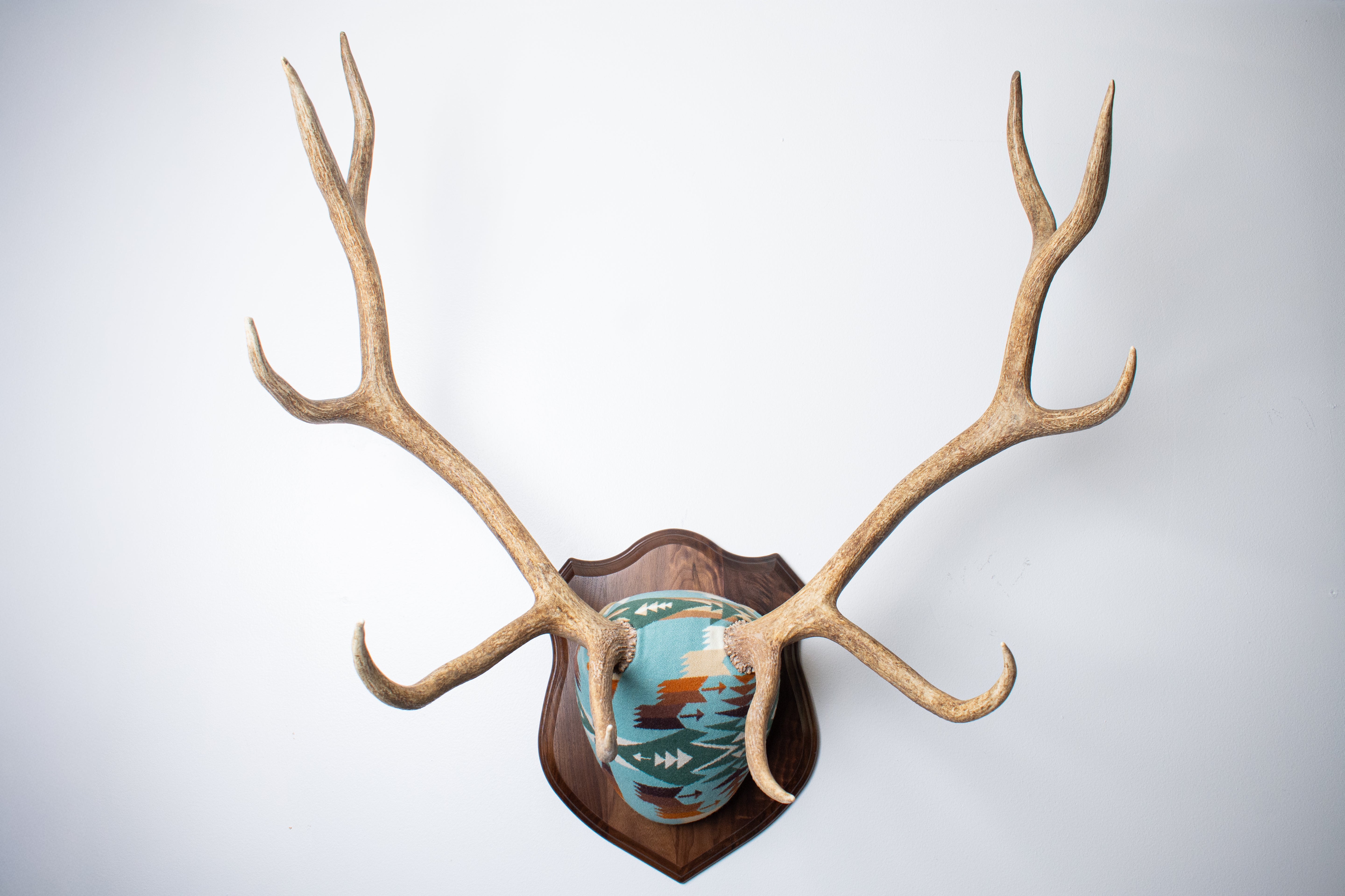 Elk Antler Mount | Juniper | 16