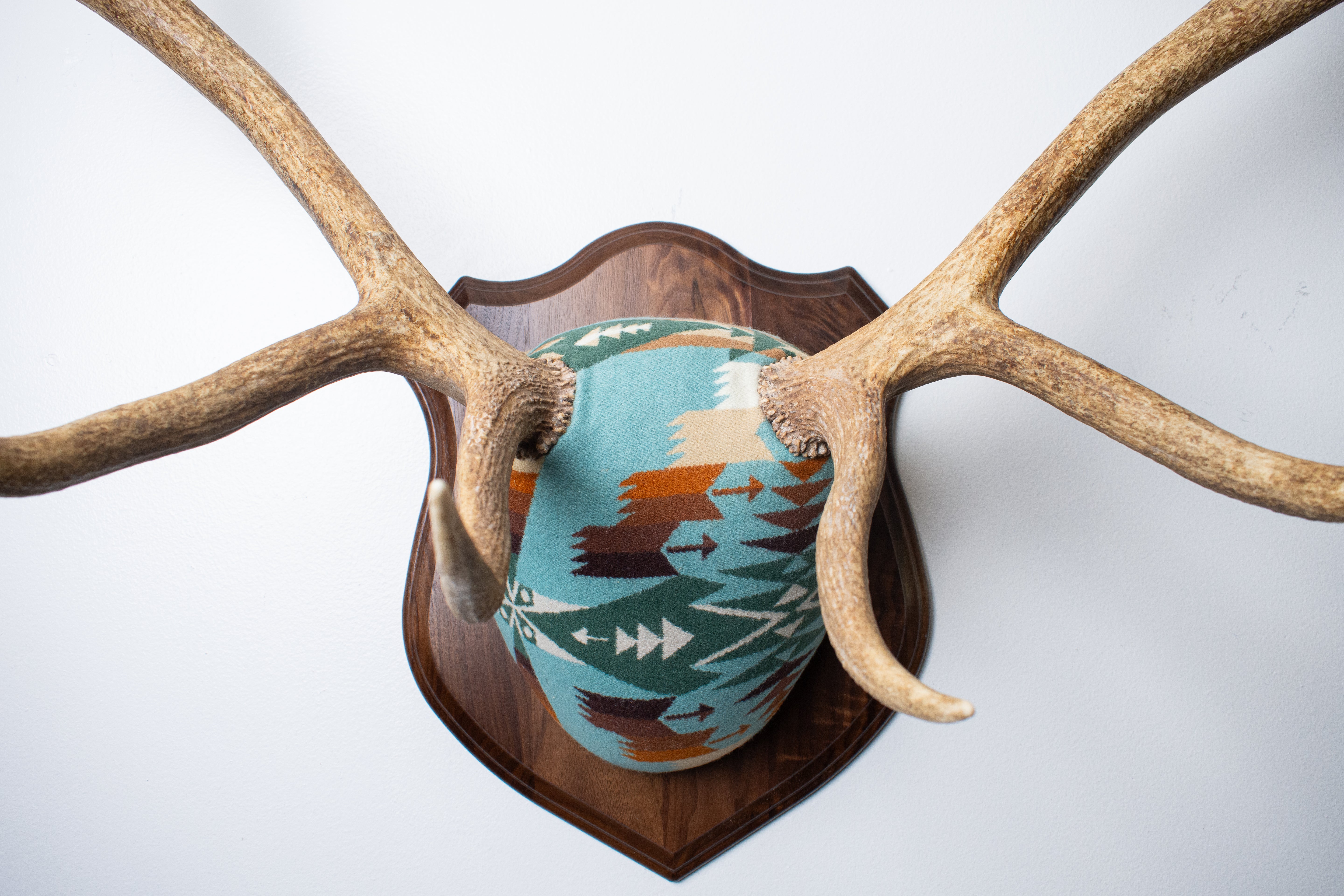 Elk Antler Mount | Juniper | 16