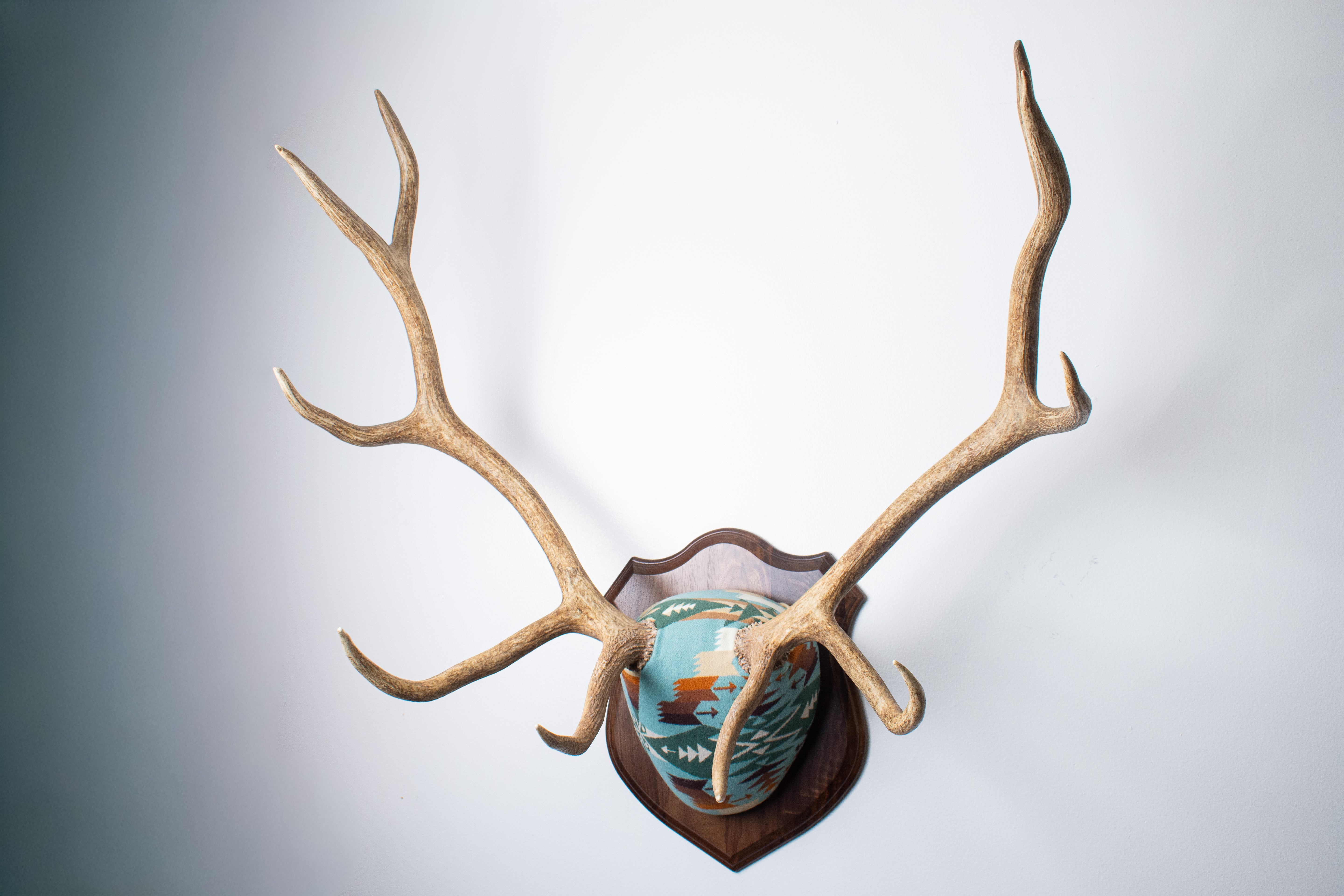 Elk Antler Mount | Juniper | 16