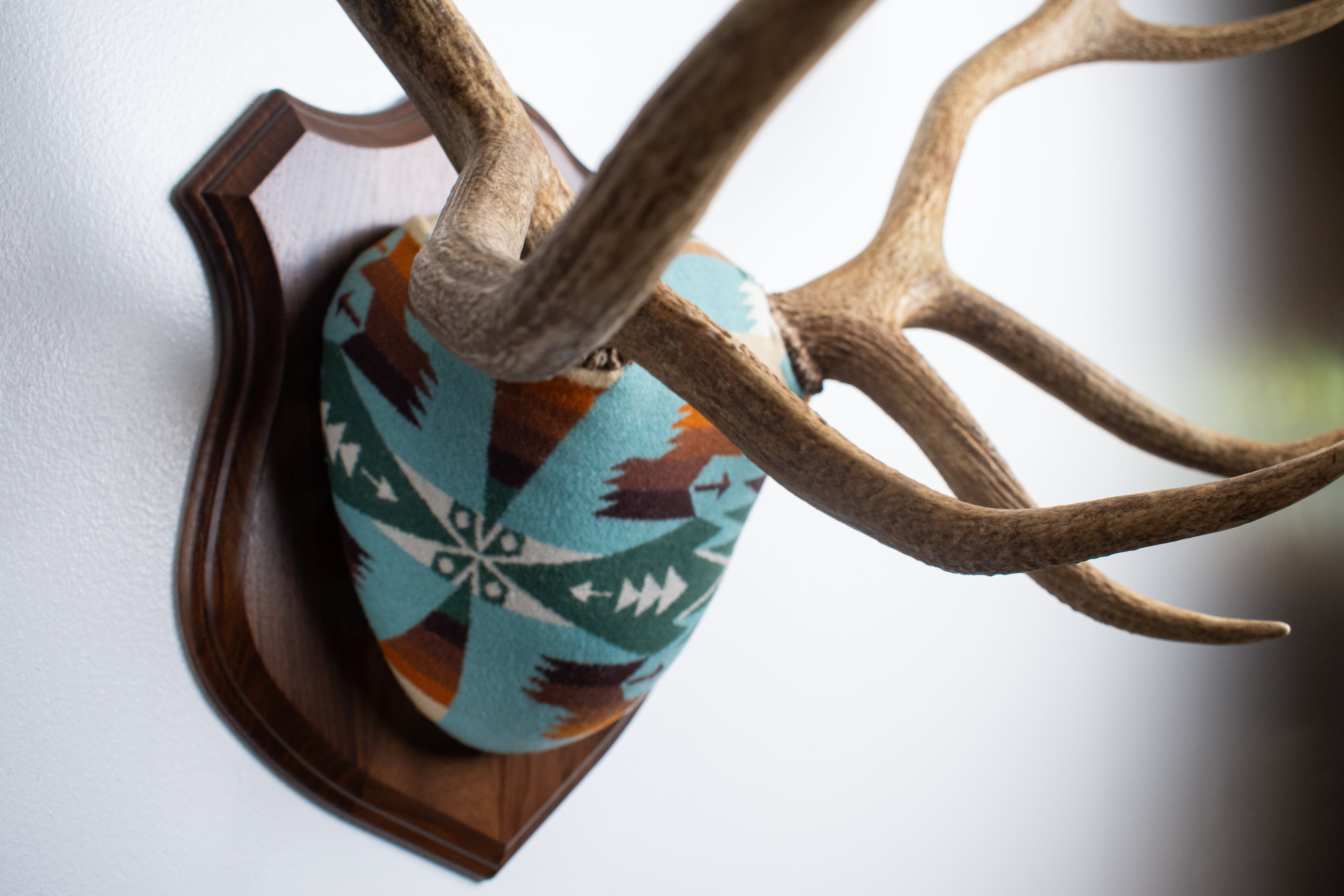 Elk Antler Mount | Juniper | 16