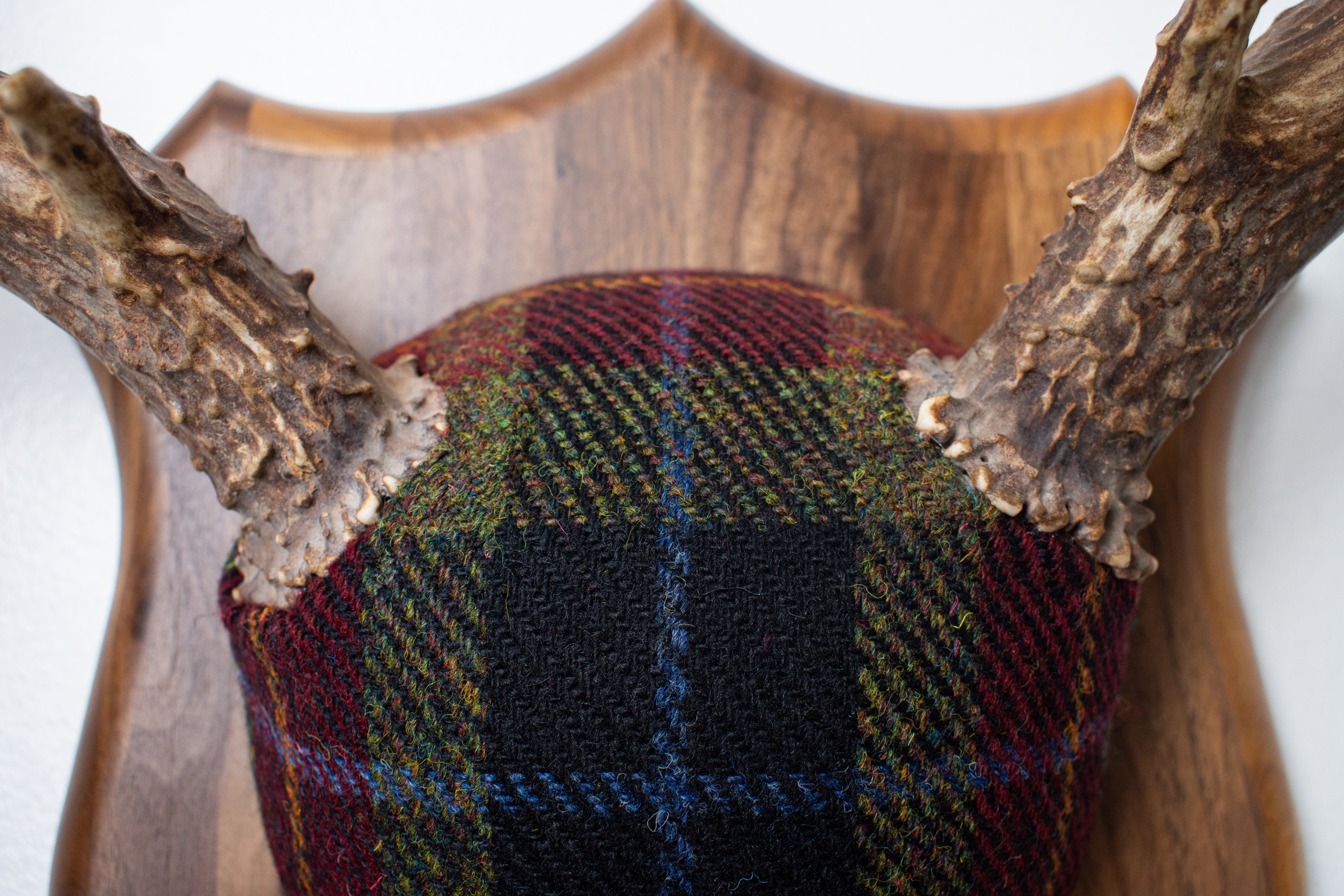 Mule Deer Antler Mount | Green, Red & Black Tartan w/ Gold & Blue overchecks | 38
