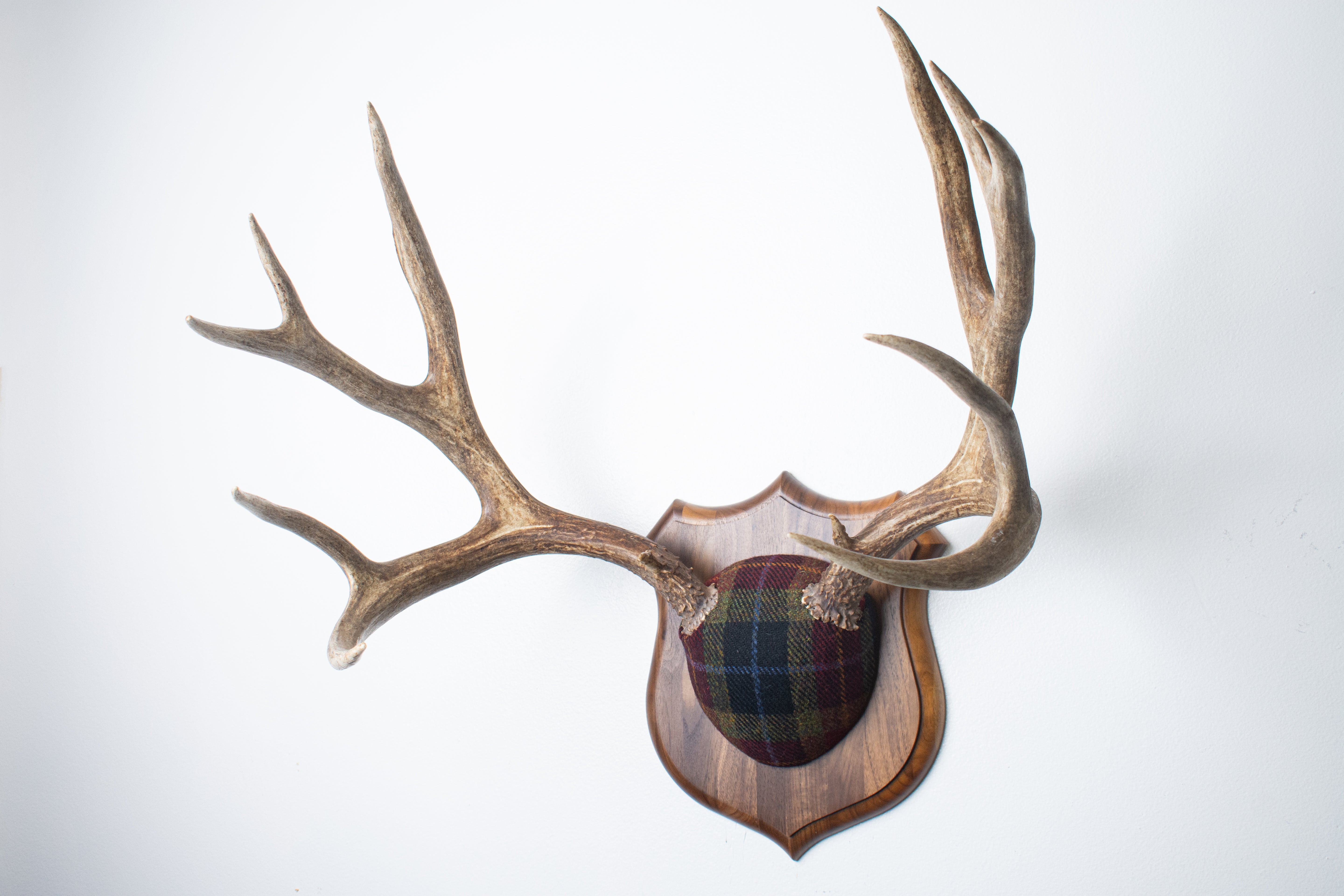 Mule Deer Antler Mount | Green, Red & Black Tartan w/ Gold & Blue overchecks | 38