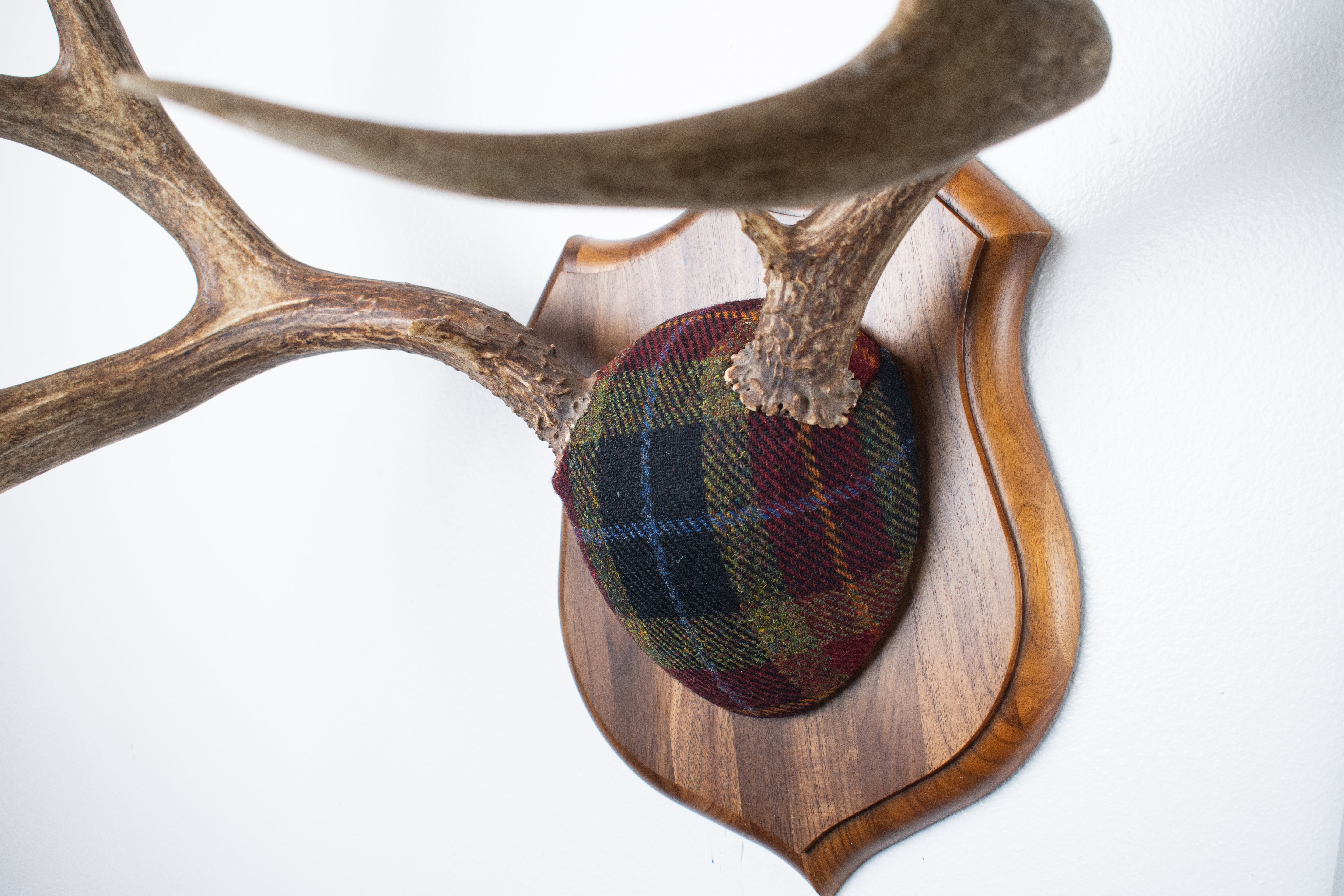Mule Deer Antler Mount | Green, Red & Black Tartan w/ Gold & Blue overchecks | 38