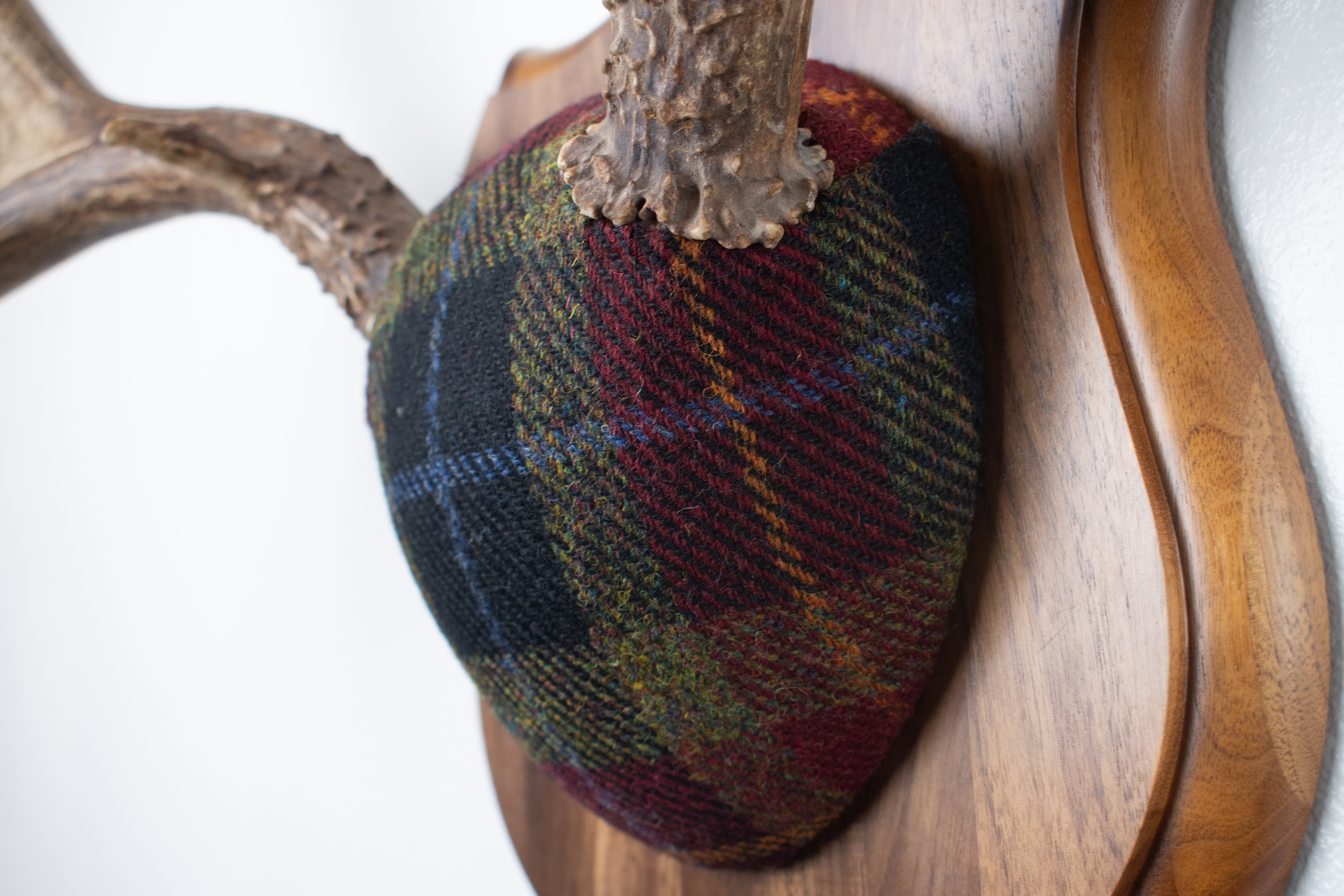 Mule Deer Antler Mount | Green, Red & Black Tartan w/ Gold & Blue overchecks | 38