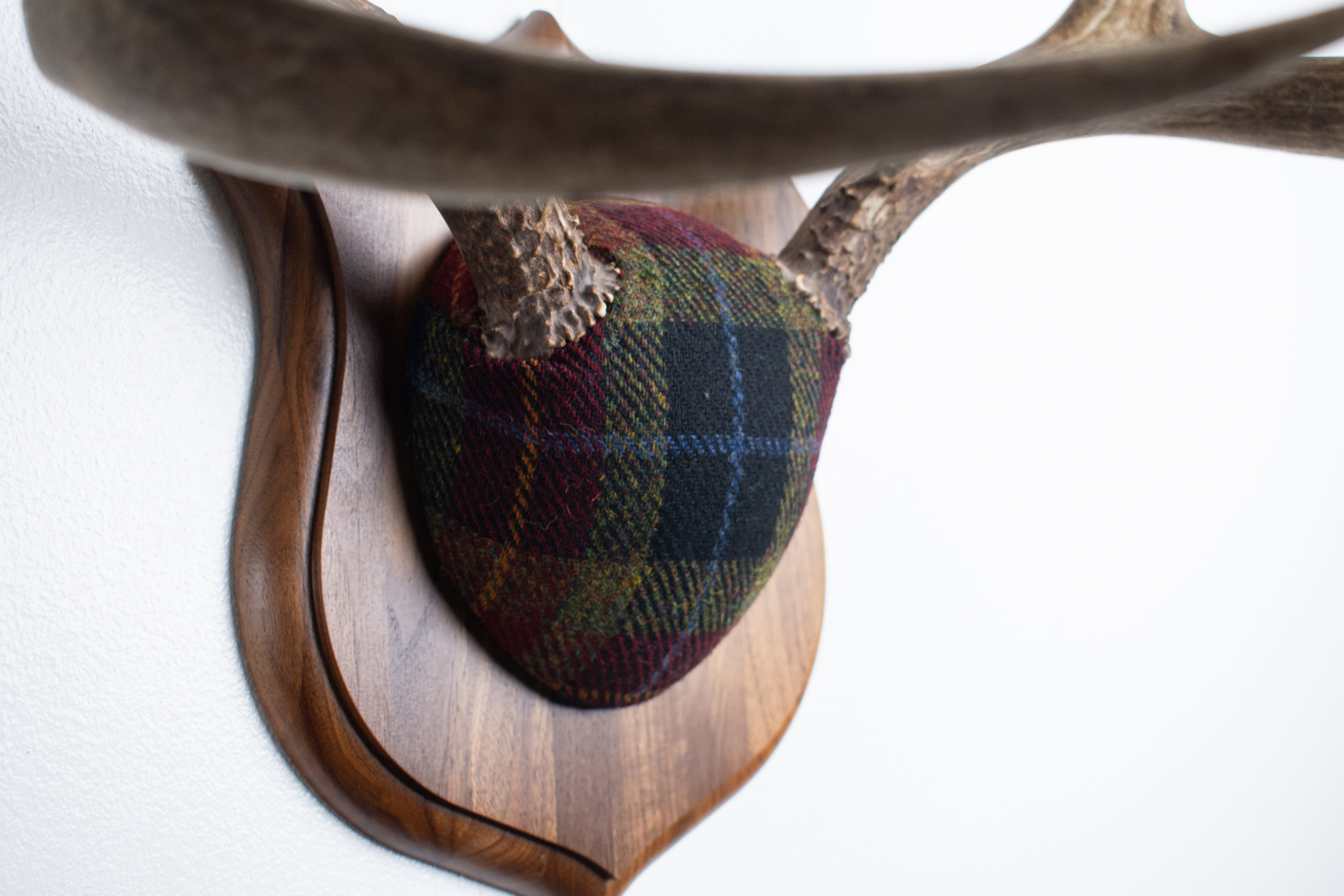 Mule Deer Antler Mount | Green, Red & Black Tartan w/ Gold & Blue overchecks | 38