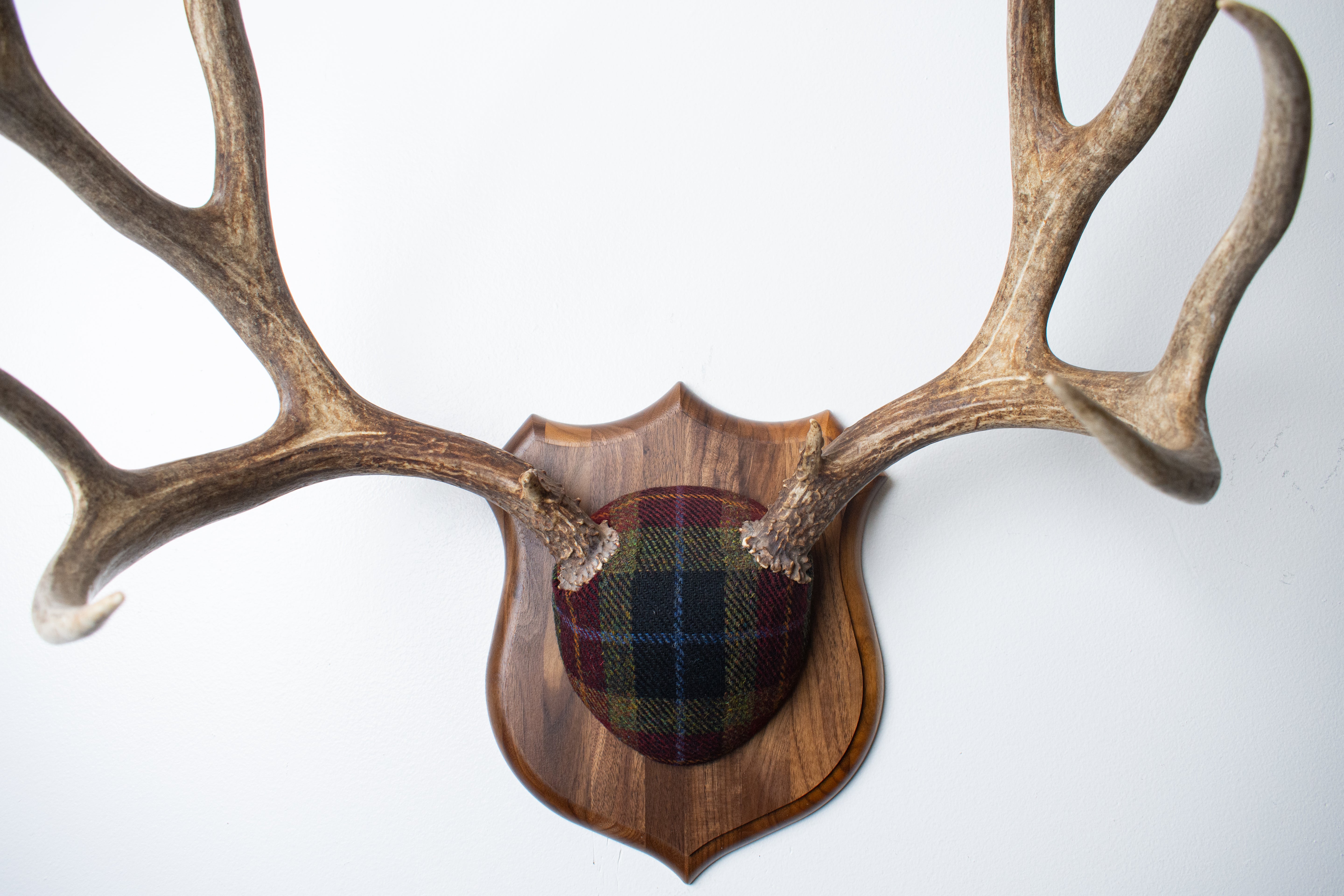 Mule Deer Antler Mount | Green, Red & Black Tartan w/ Gold & Blue overchecks | 38