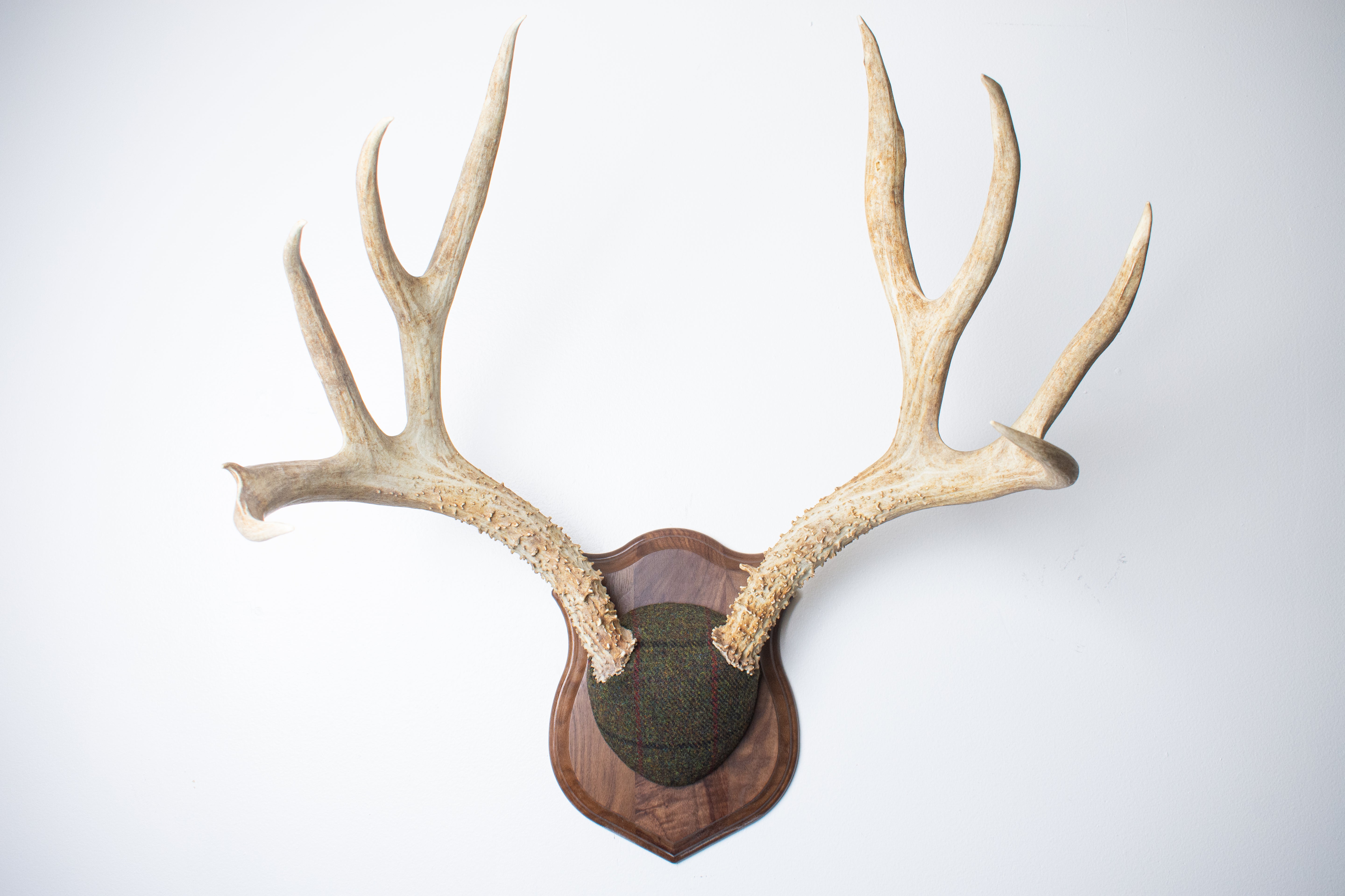 Mule Deer Antler Mount | Green mix with Black and Red Overcheck | 39
