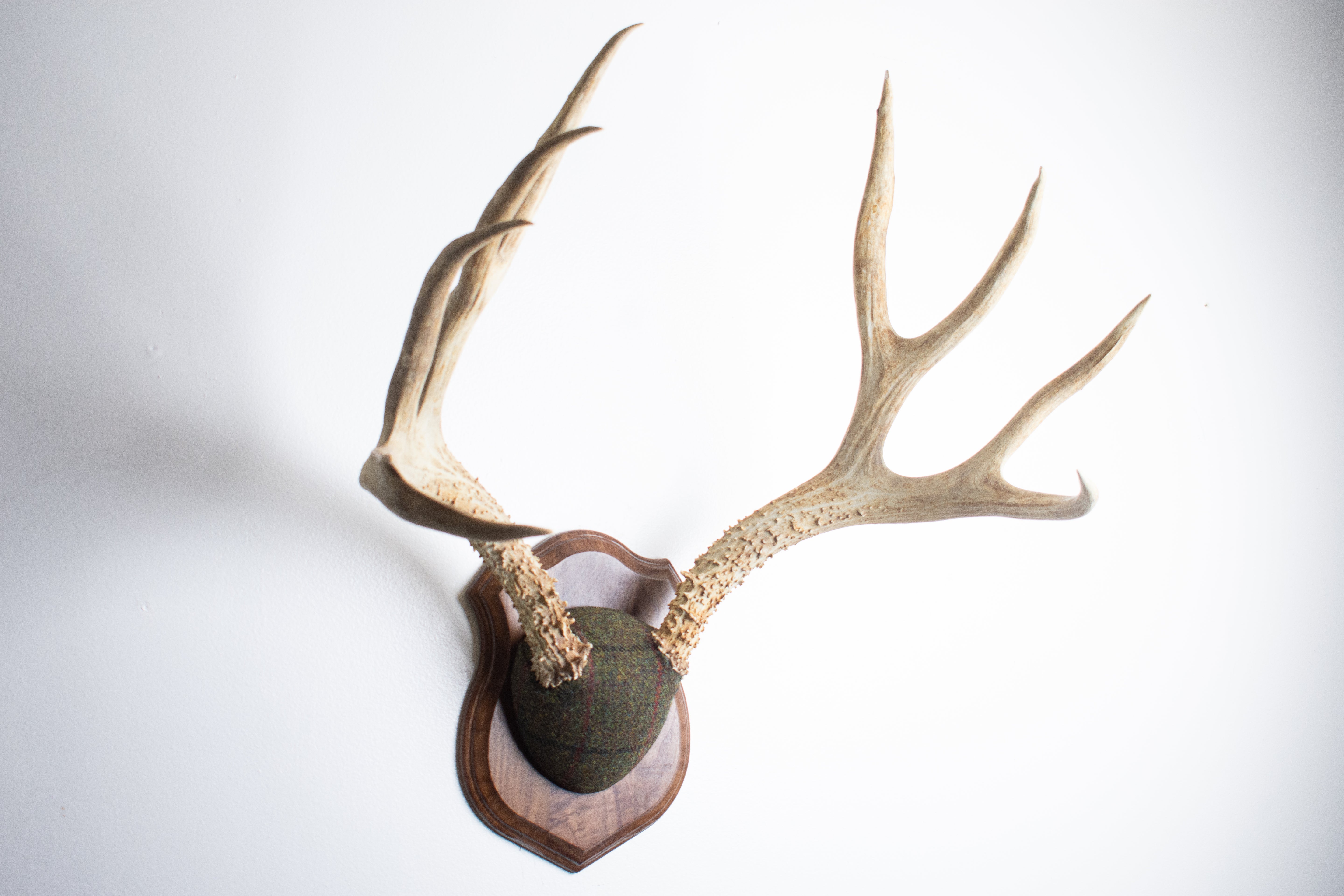 Mule Deer Antler Mount | Green mix with Black and Red Overcheck | 39