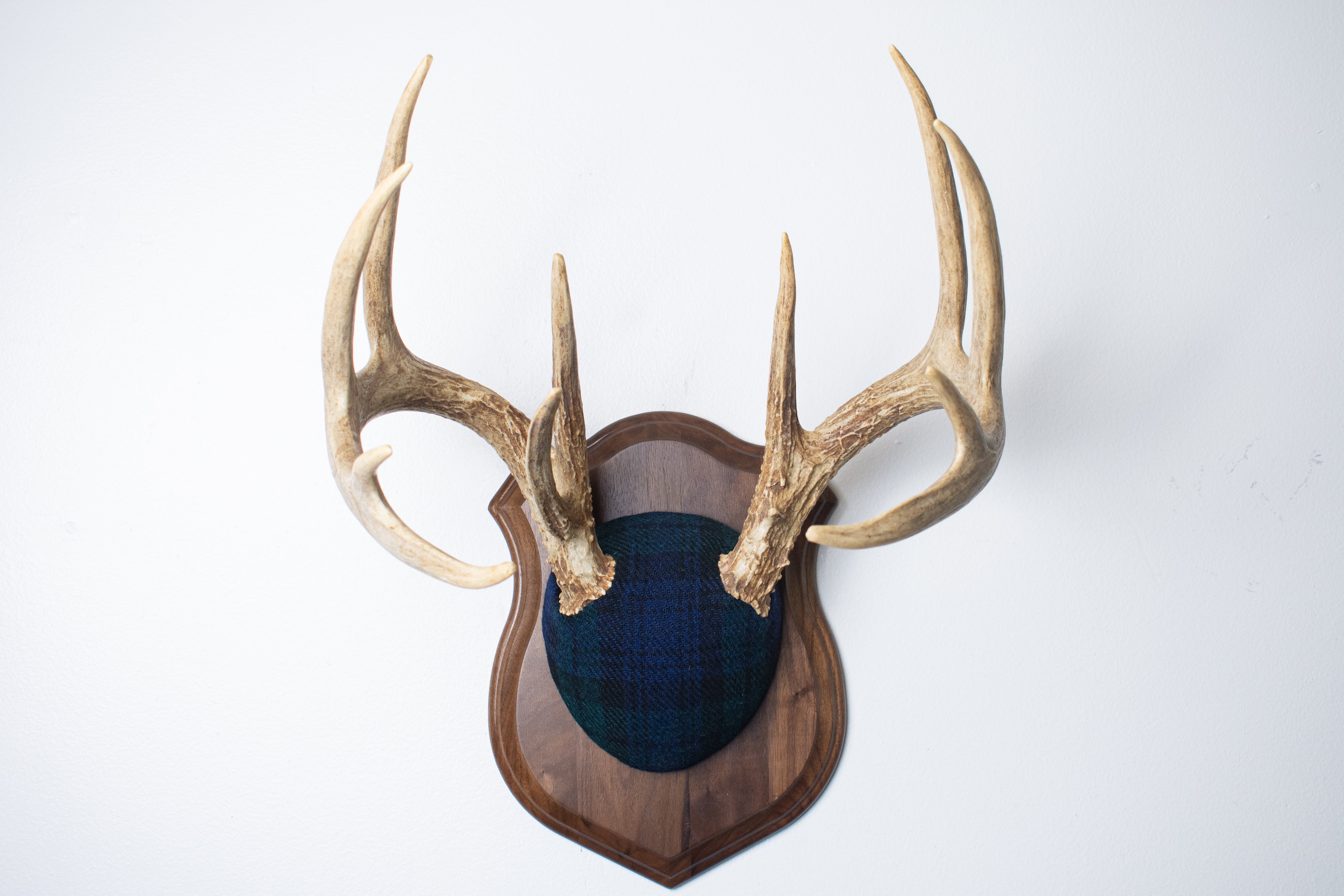 Whitetail Deer Antler Mount | Black Watch Tartan | 40