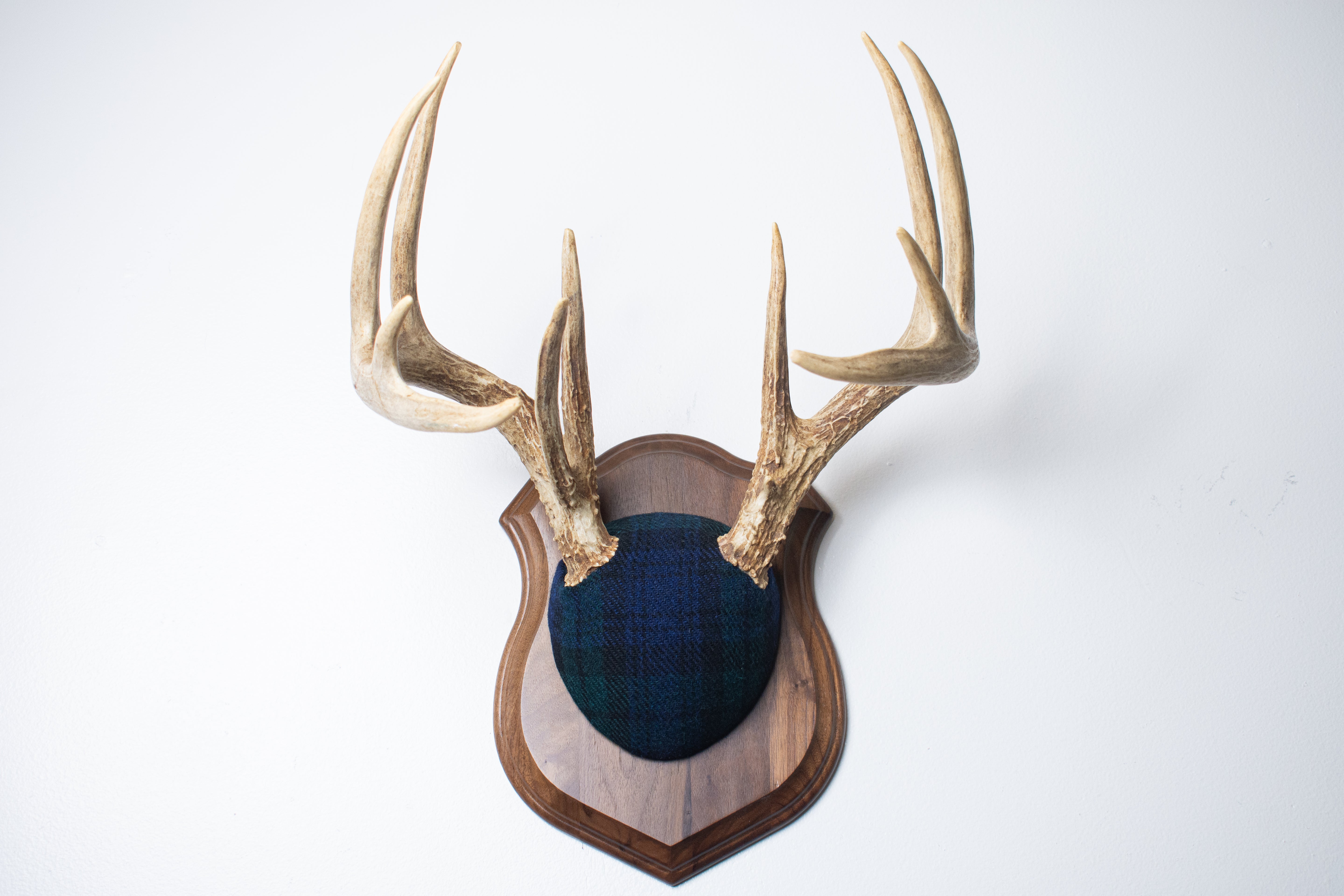 Whitetail Deer Antler Mount | Black Watch Tartan | 40