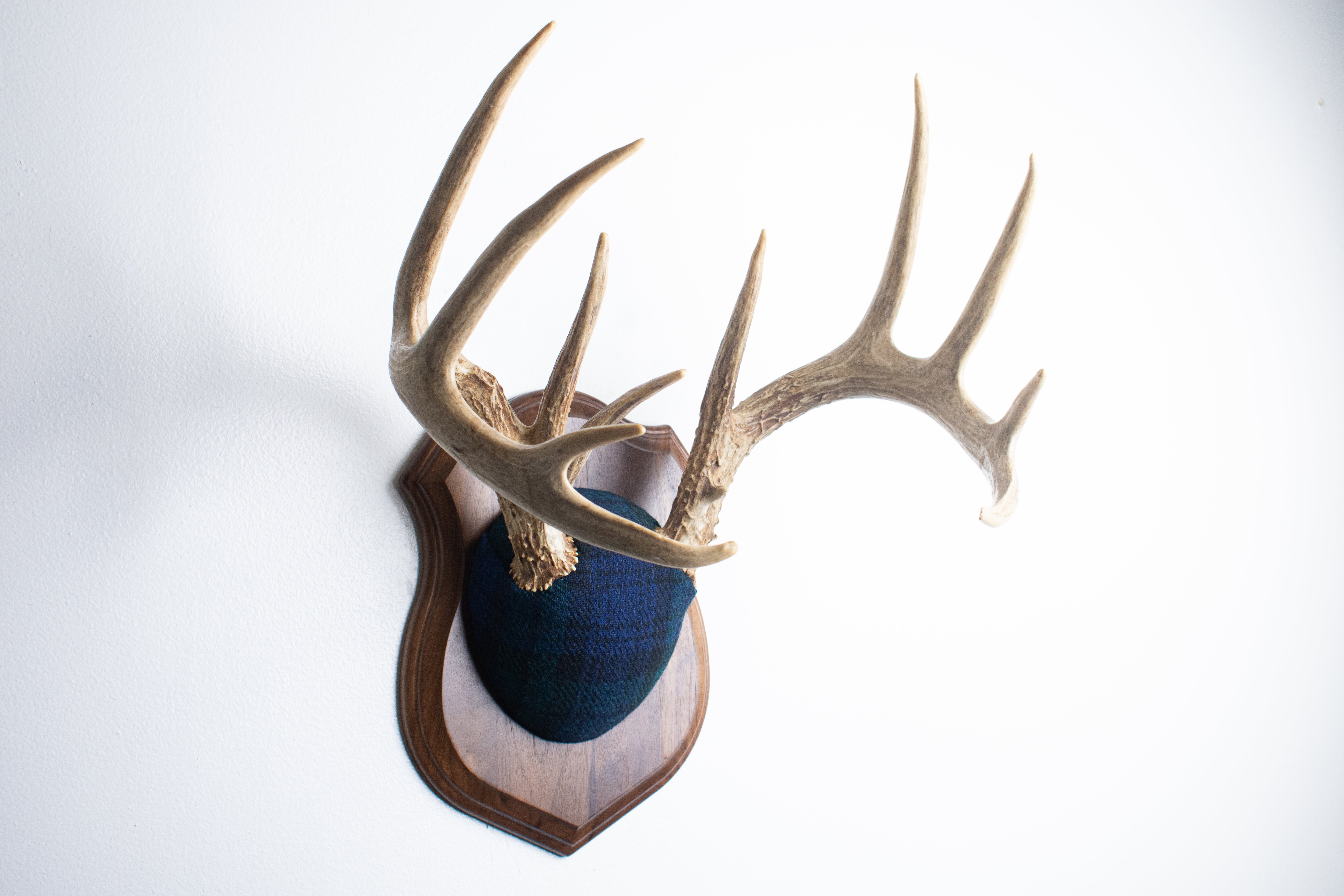 Whitetail Deer Antler Mount | Black Watch Tartan | 40