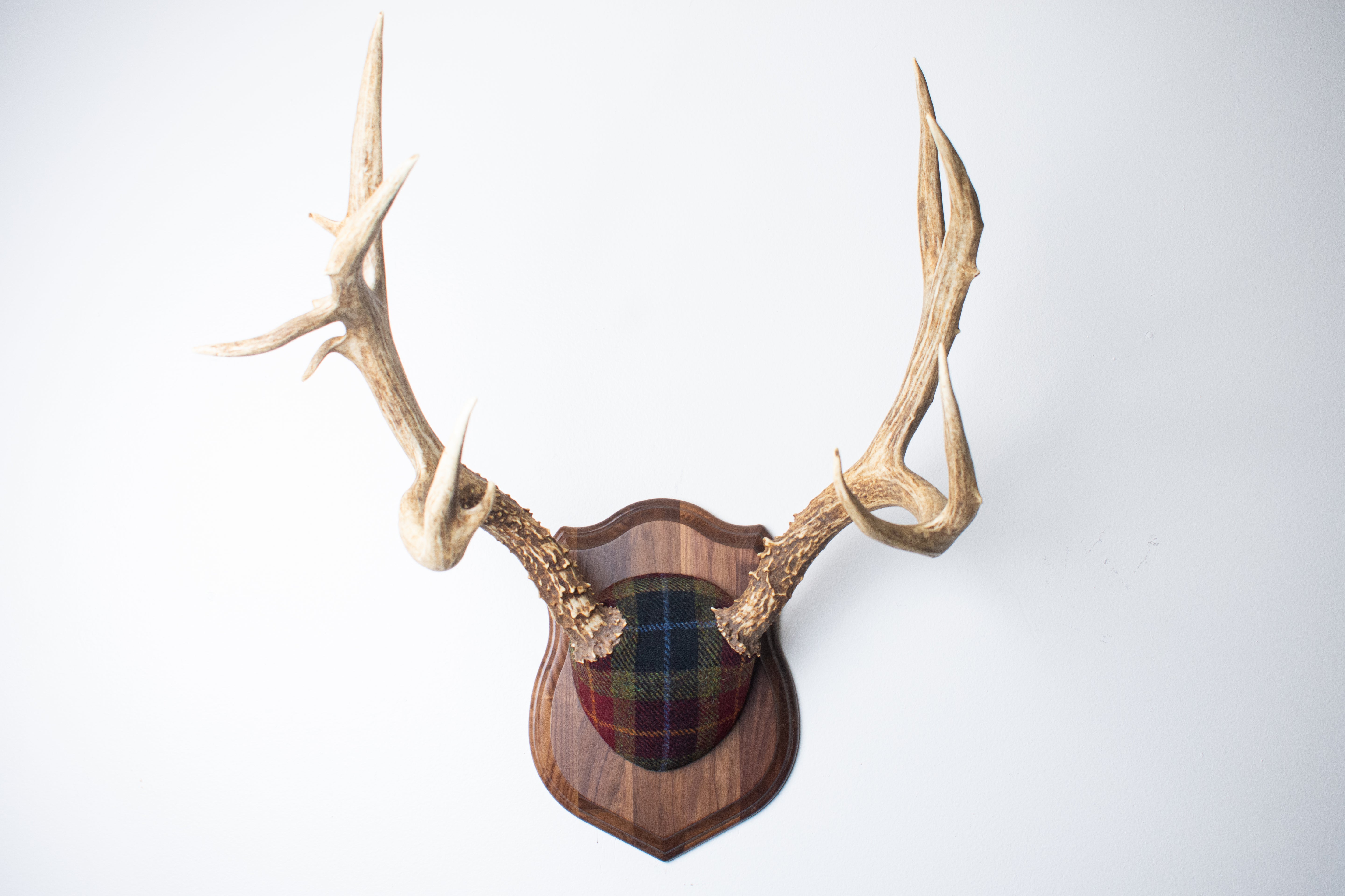 Mule Deer Antler Mount | Green, Red & Black Tartan w/ Gold & Blue overchecks | 41