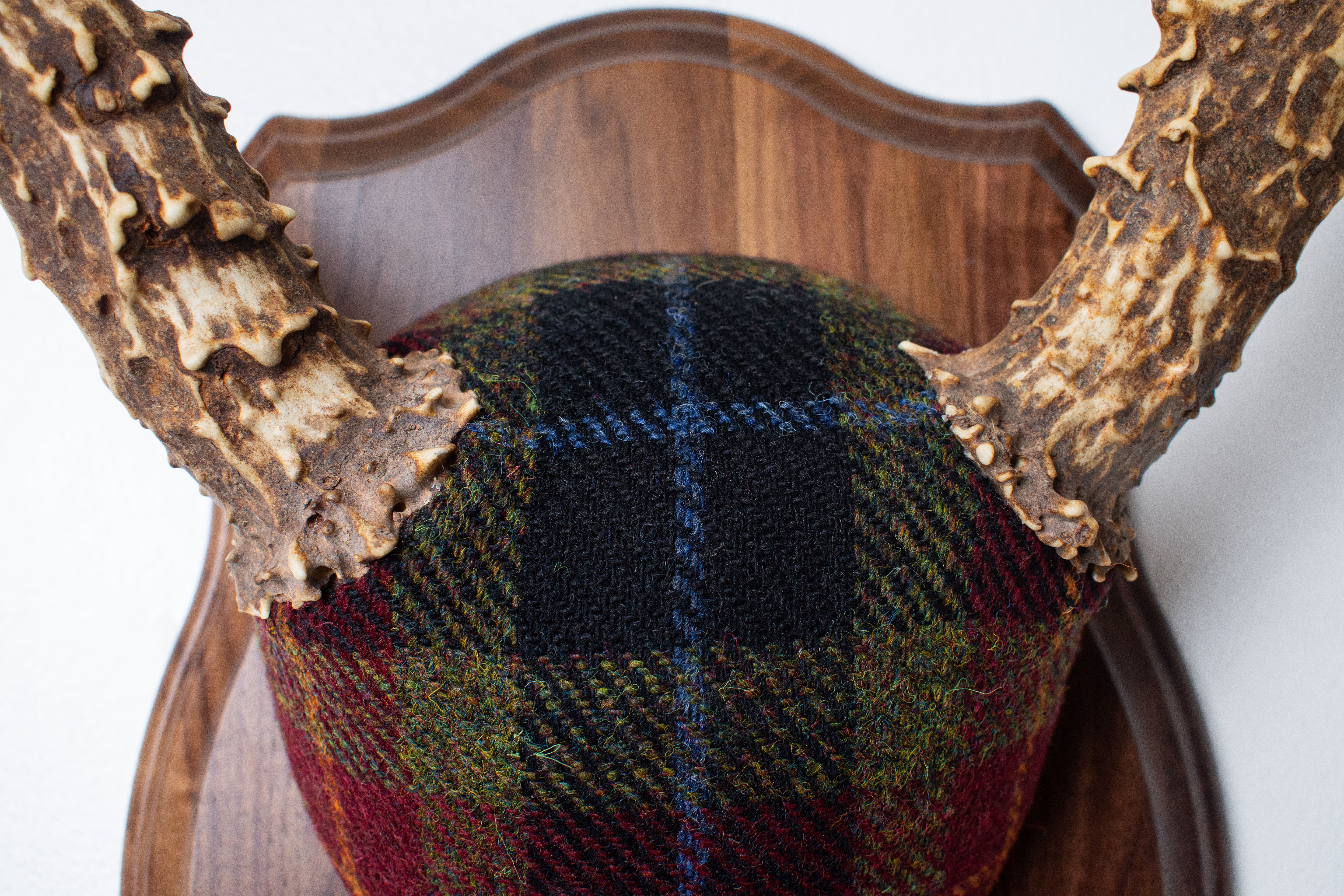Mule Deer Antler Mount | Green, Red & Black Tartan w/ Gold & Blue overchecks | 41