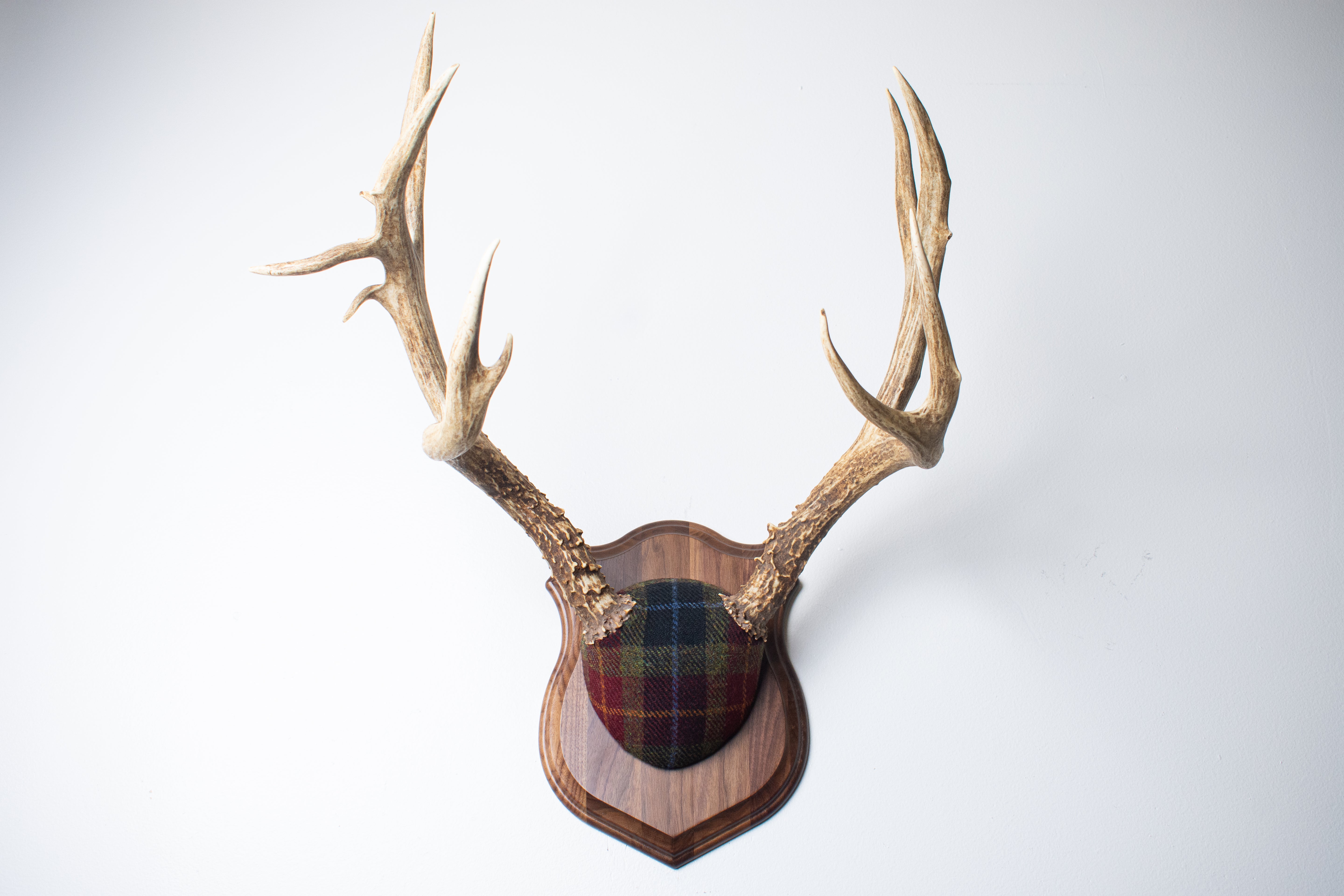 Mule Deer Antler Mount | Green, Red & Black Tartan w/ Gold & Blue overchecks | 41
