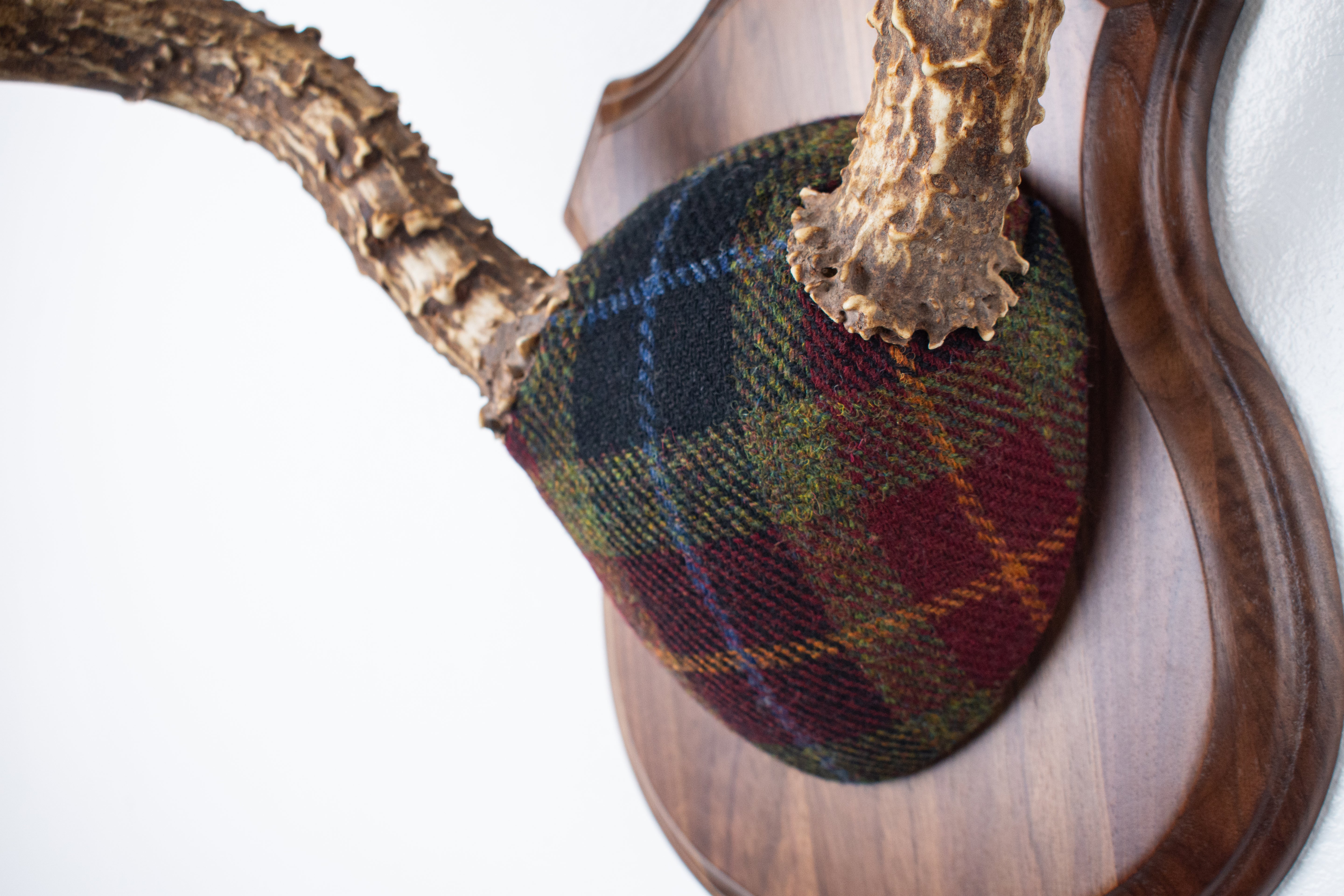 Mule Deer Antler Mount | Green, Red & Black Tartan w/ Gold & Blue overchecks | 41