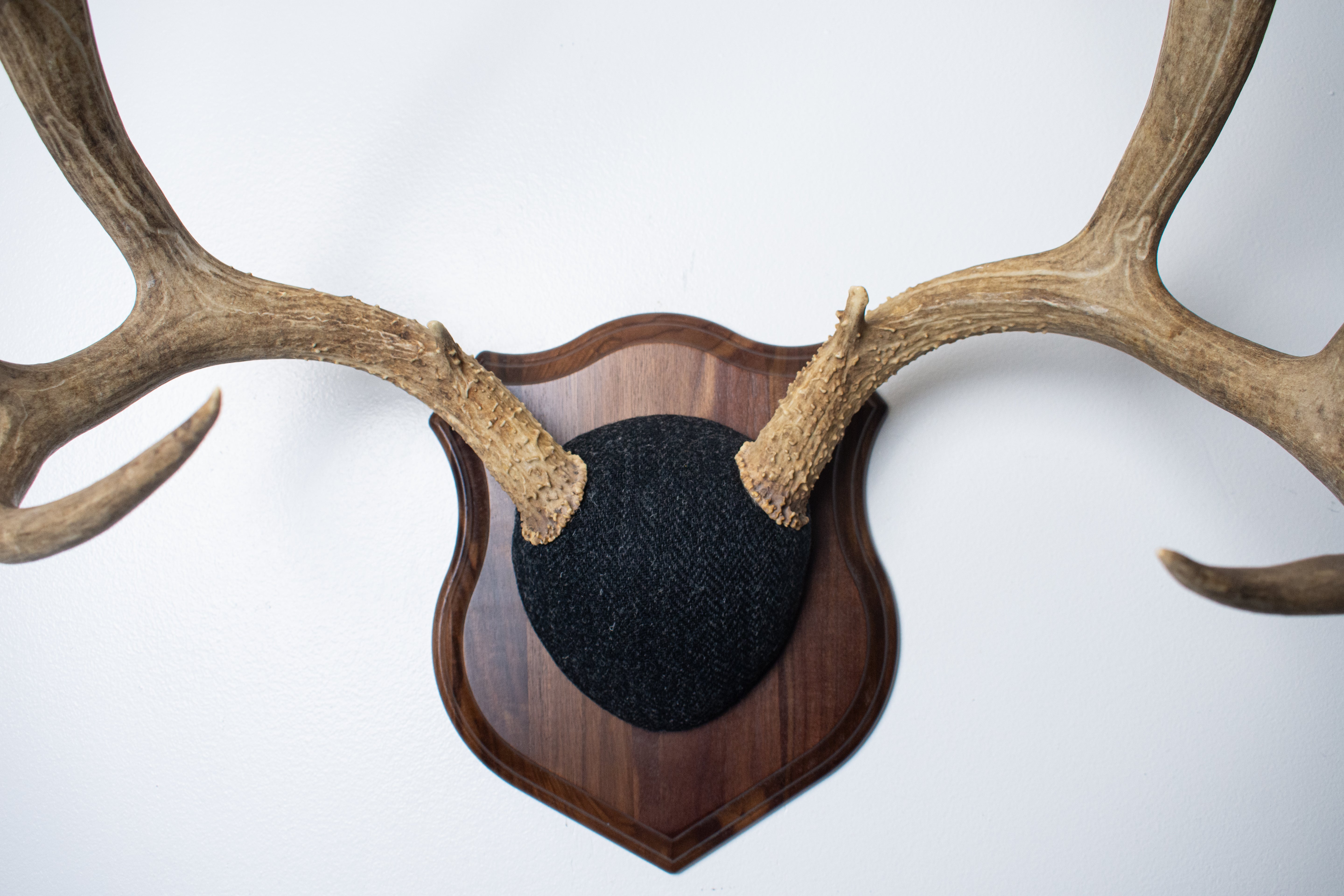 Mule Deer Antler Mount | Black and Charcoal Herringbone | 42